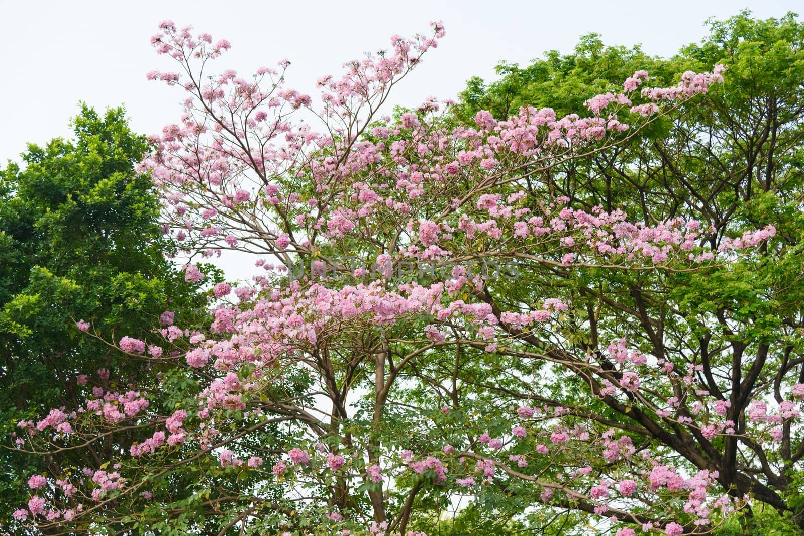 Beautiful Pink Trumpet flower tree or Tabebuia heterophylla
