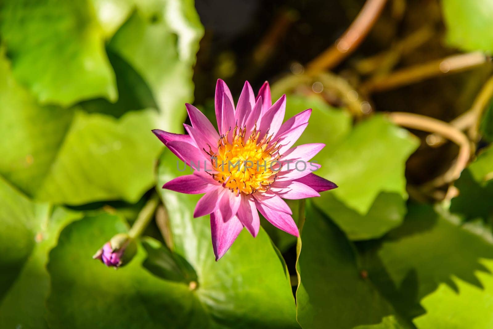 Pink lotus blossoms or water lily flowers blooming