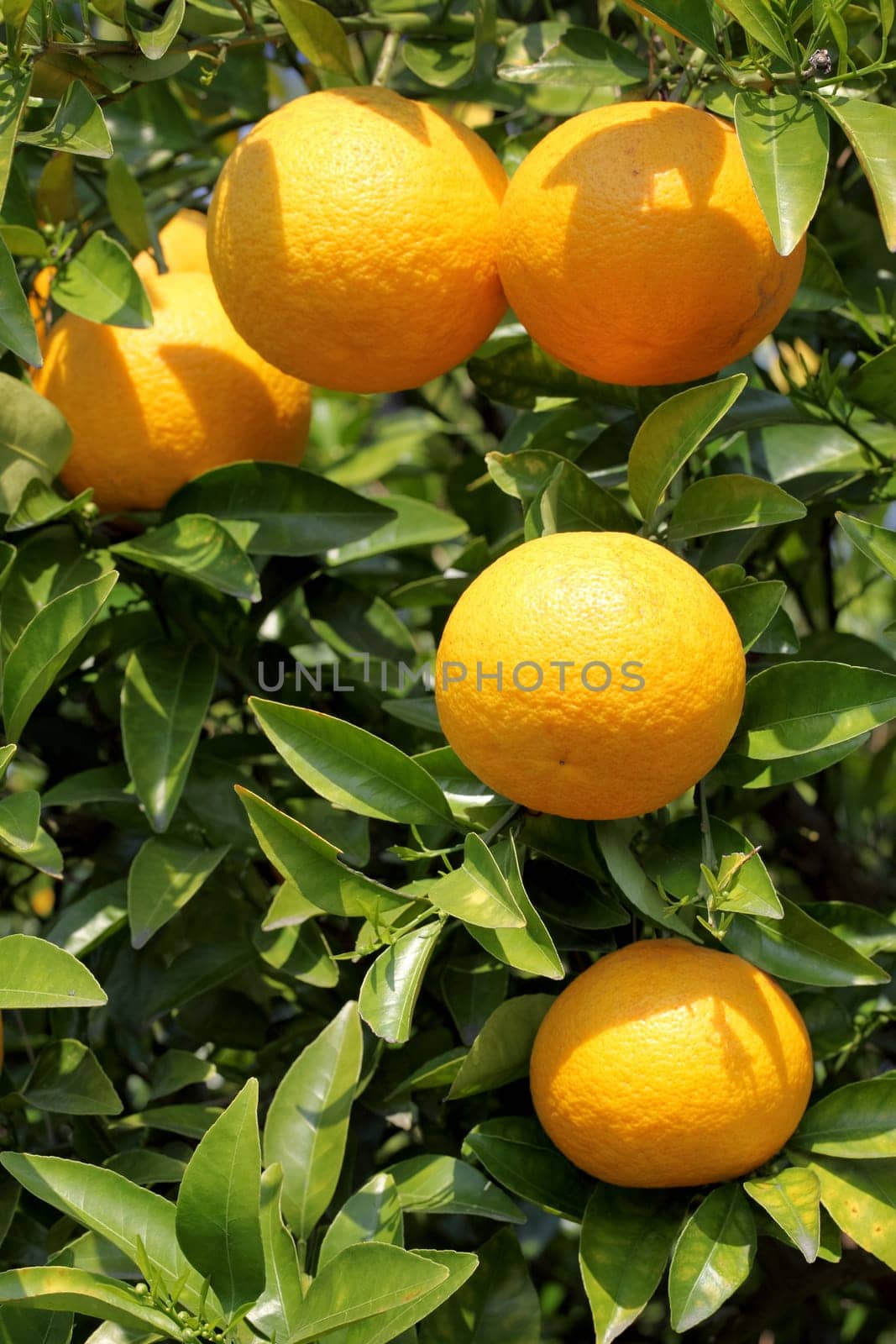 Mikan on the tree in Japan, close up - hatusaku