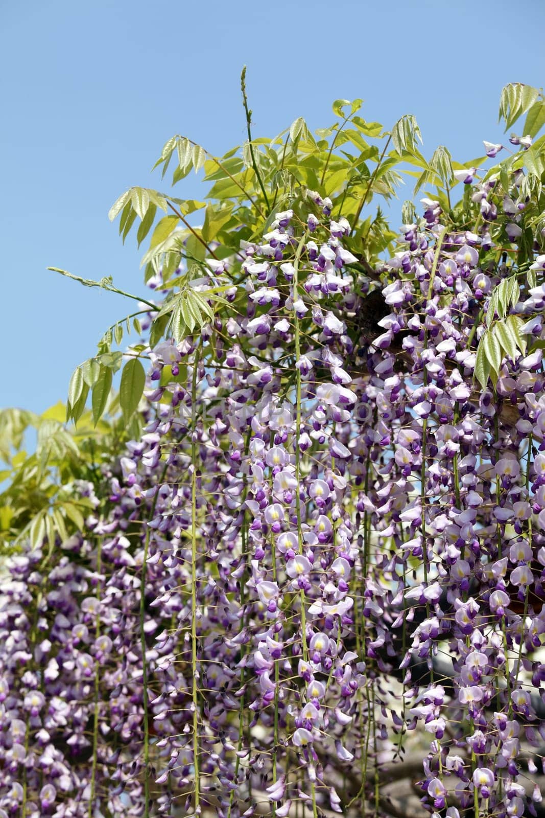 wisteria flowers against the clear blue sky
