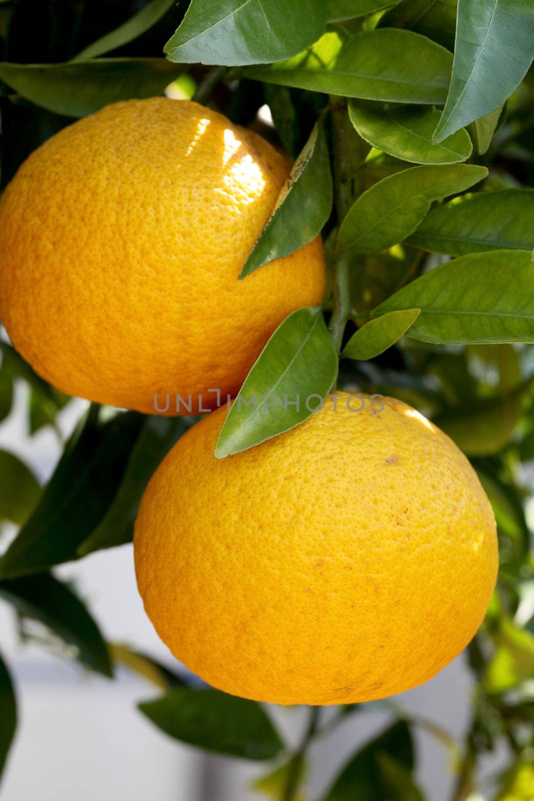 Mikan on the tree in Japan, close up - hatusaku
