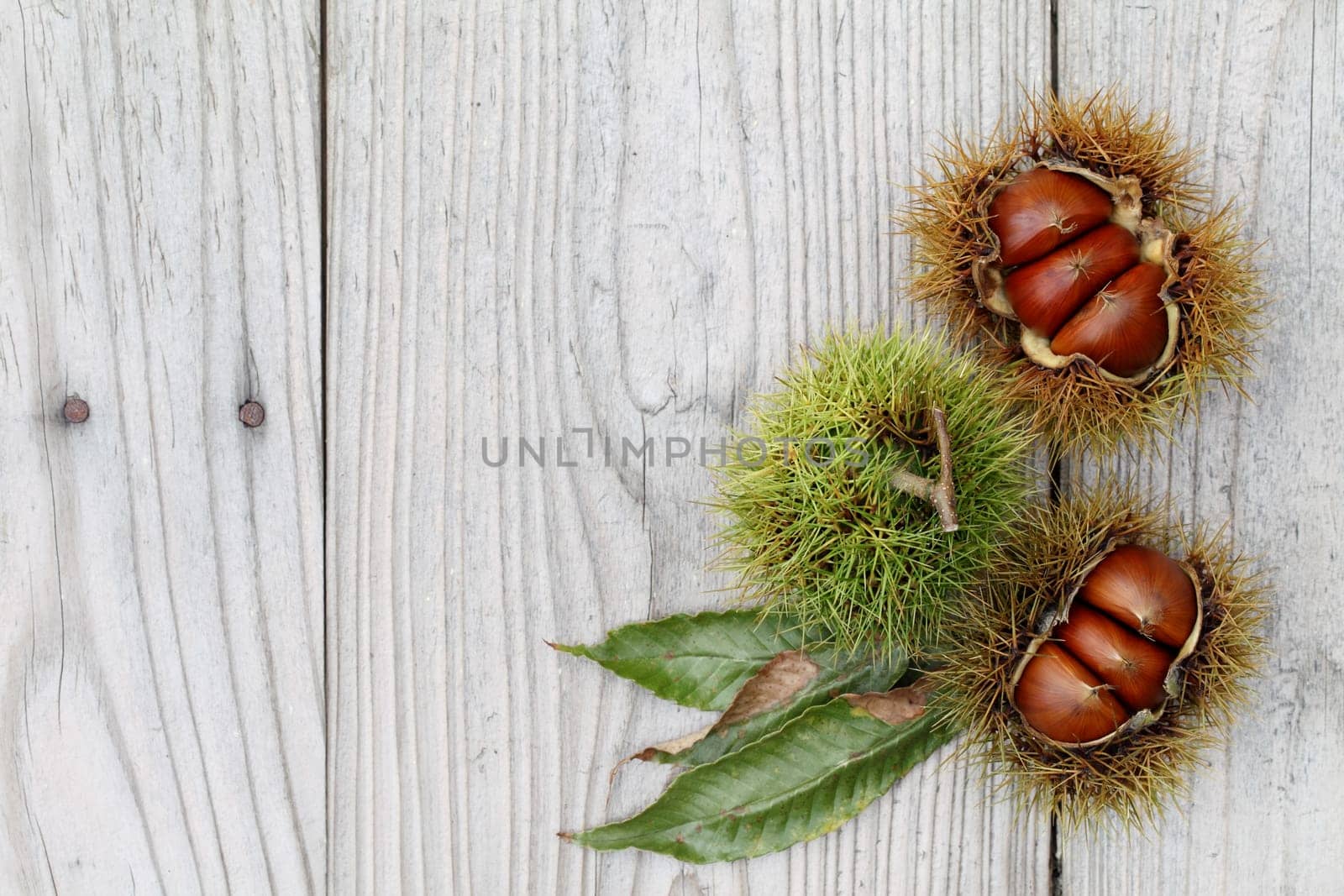 fresh chestnuts bur on a wooden background