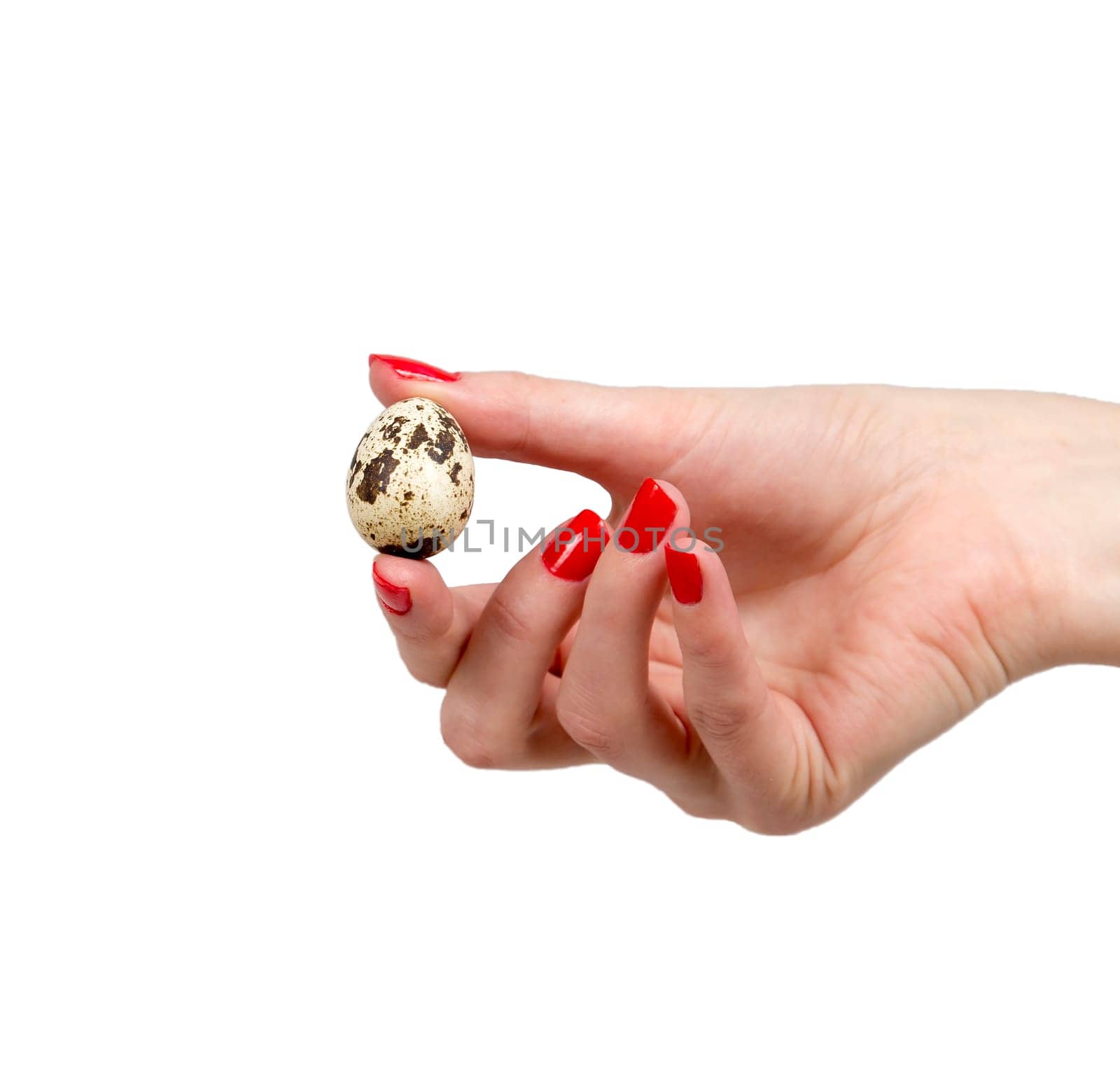 Female Hand Holding Quail Egg
