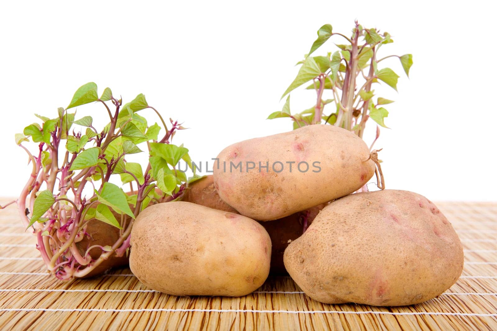 Potatoes sprouting at the kitchen table
