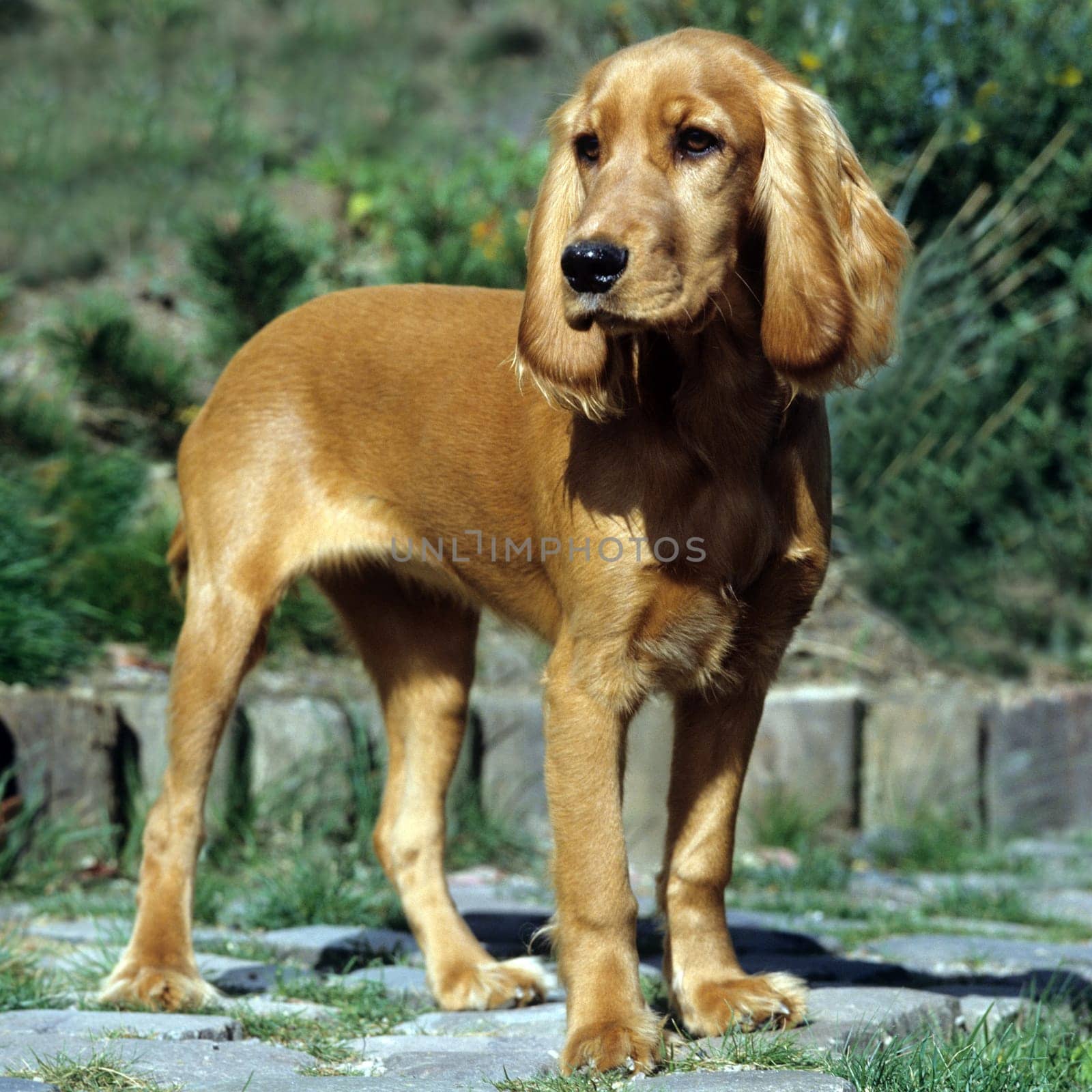 Cocker, Spaniel, Roter
