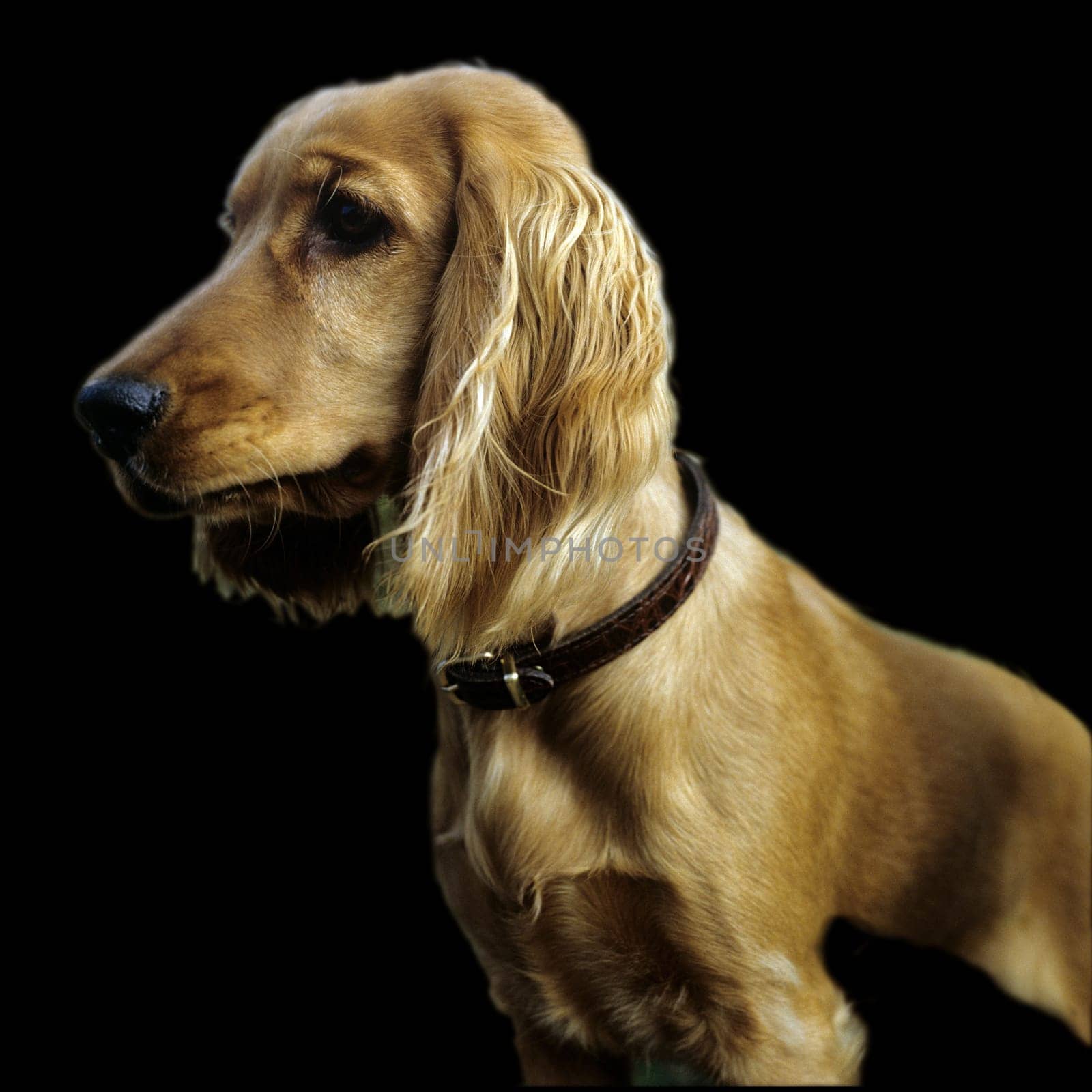 Cocker, Spaniel, Roter