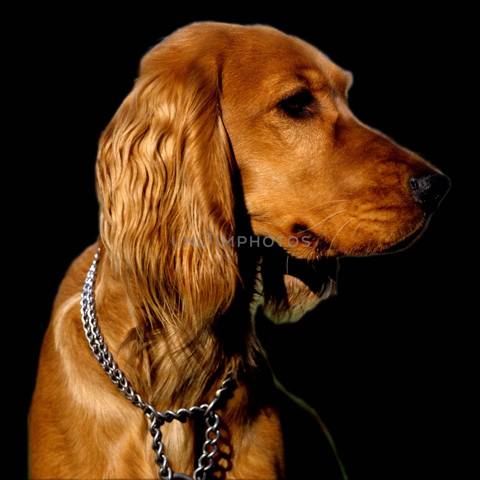 Cocker, Spaniel, Roter