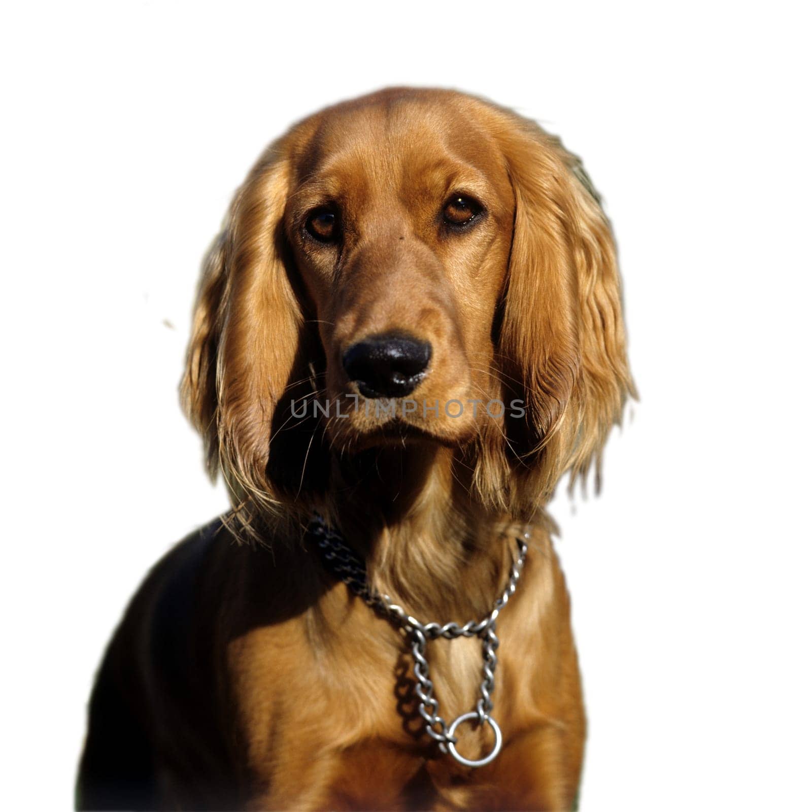 Cocker, Spaniel, Roter