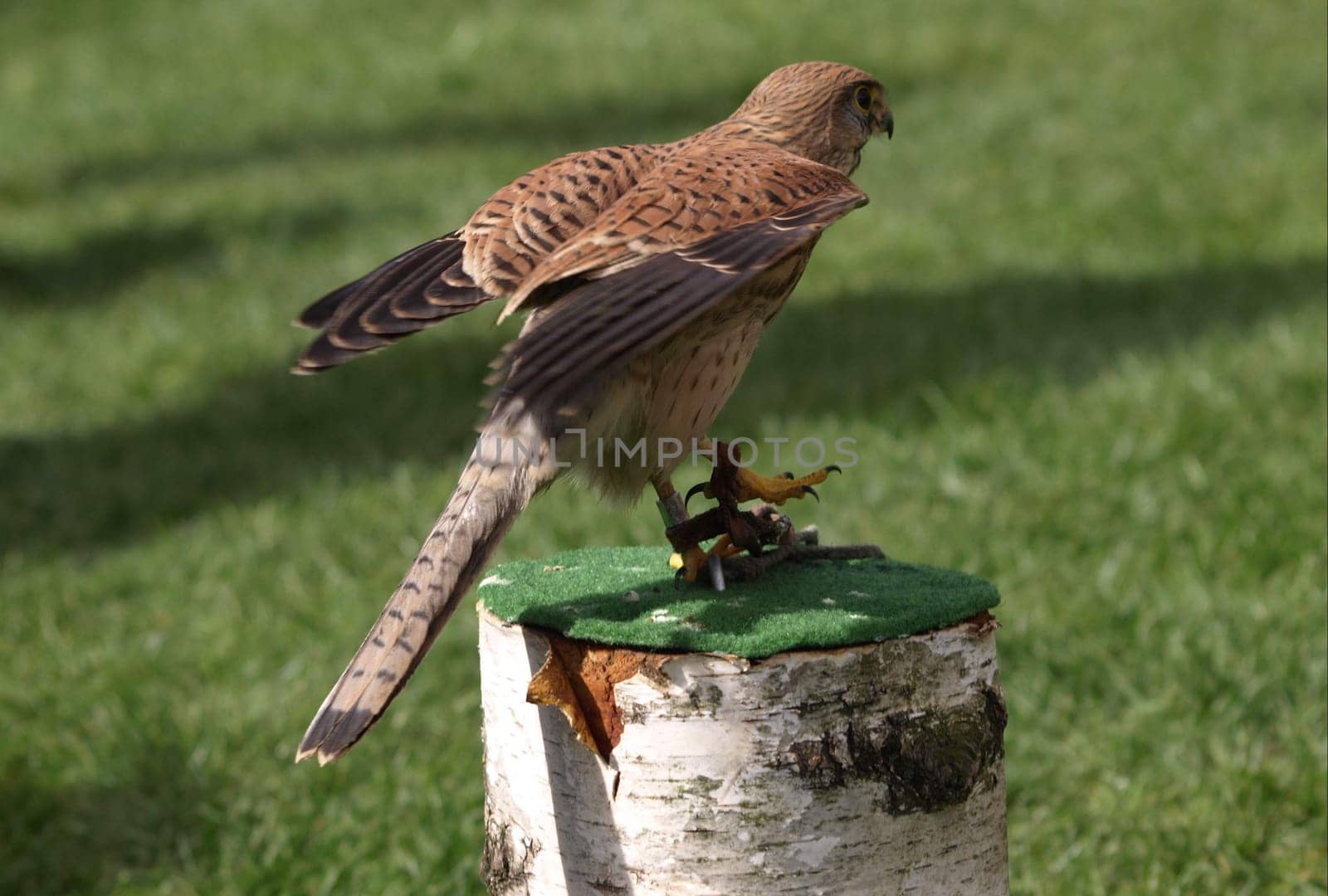 Kestrel