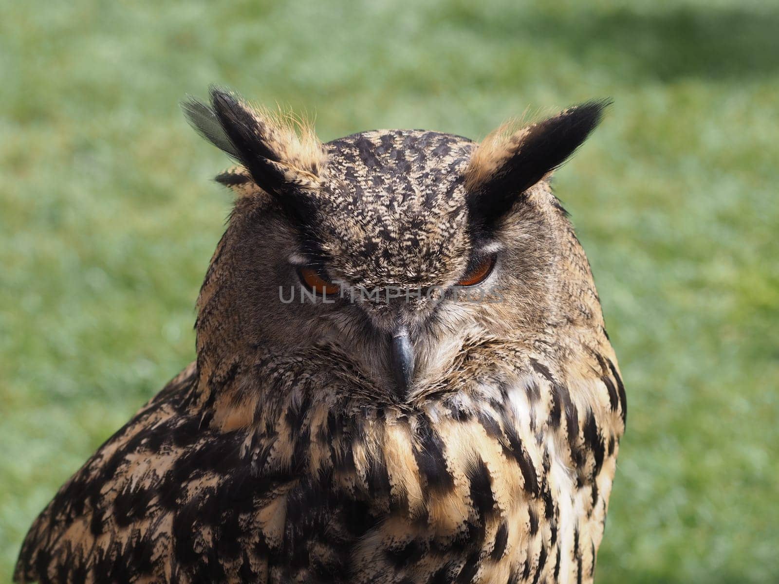 Eagle owl