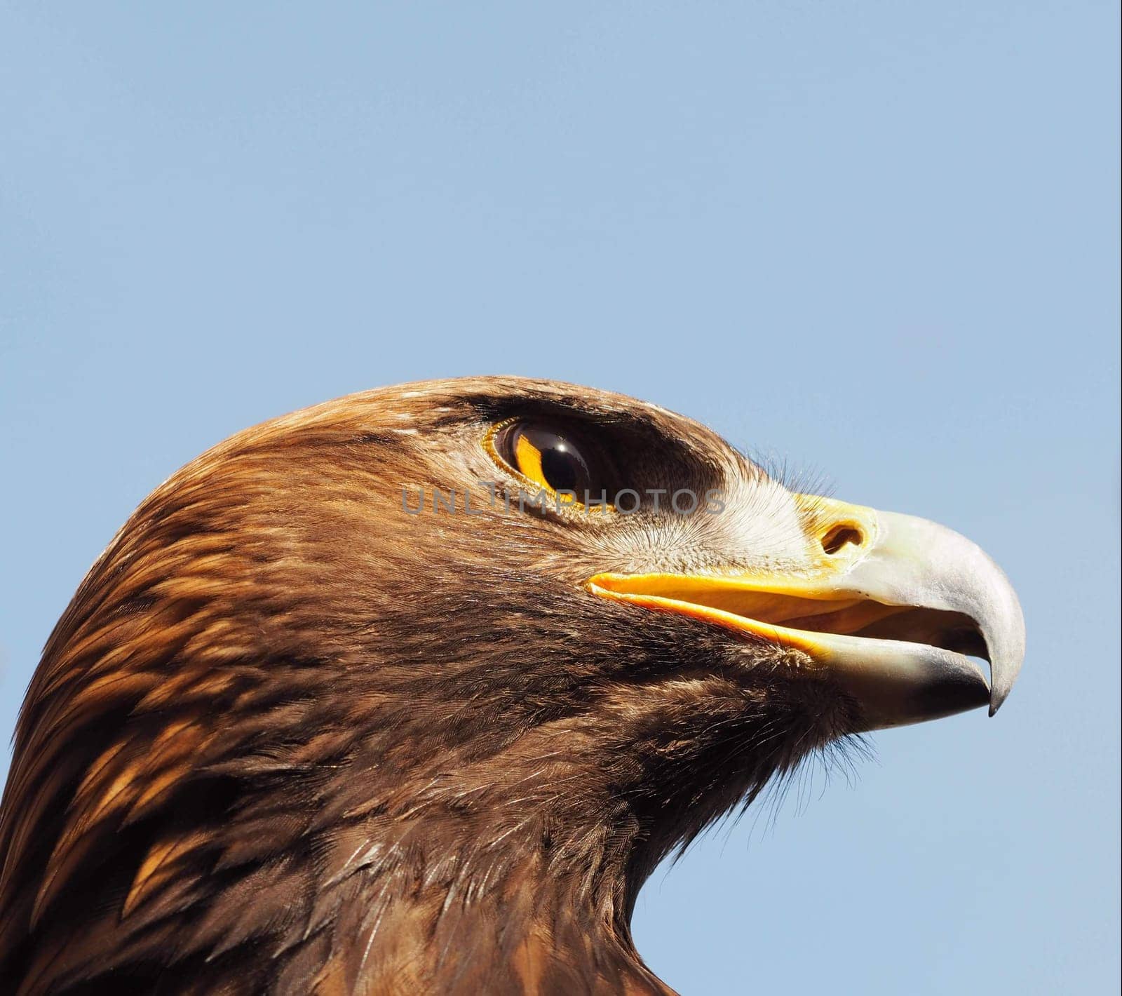 Golden eagle