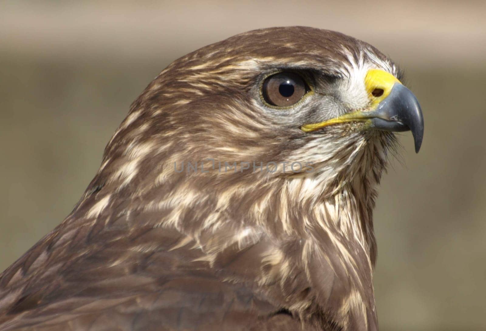 Buzzard
