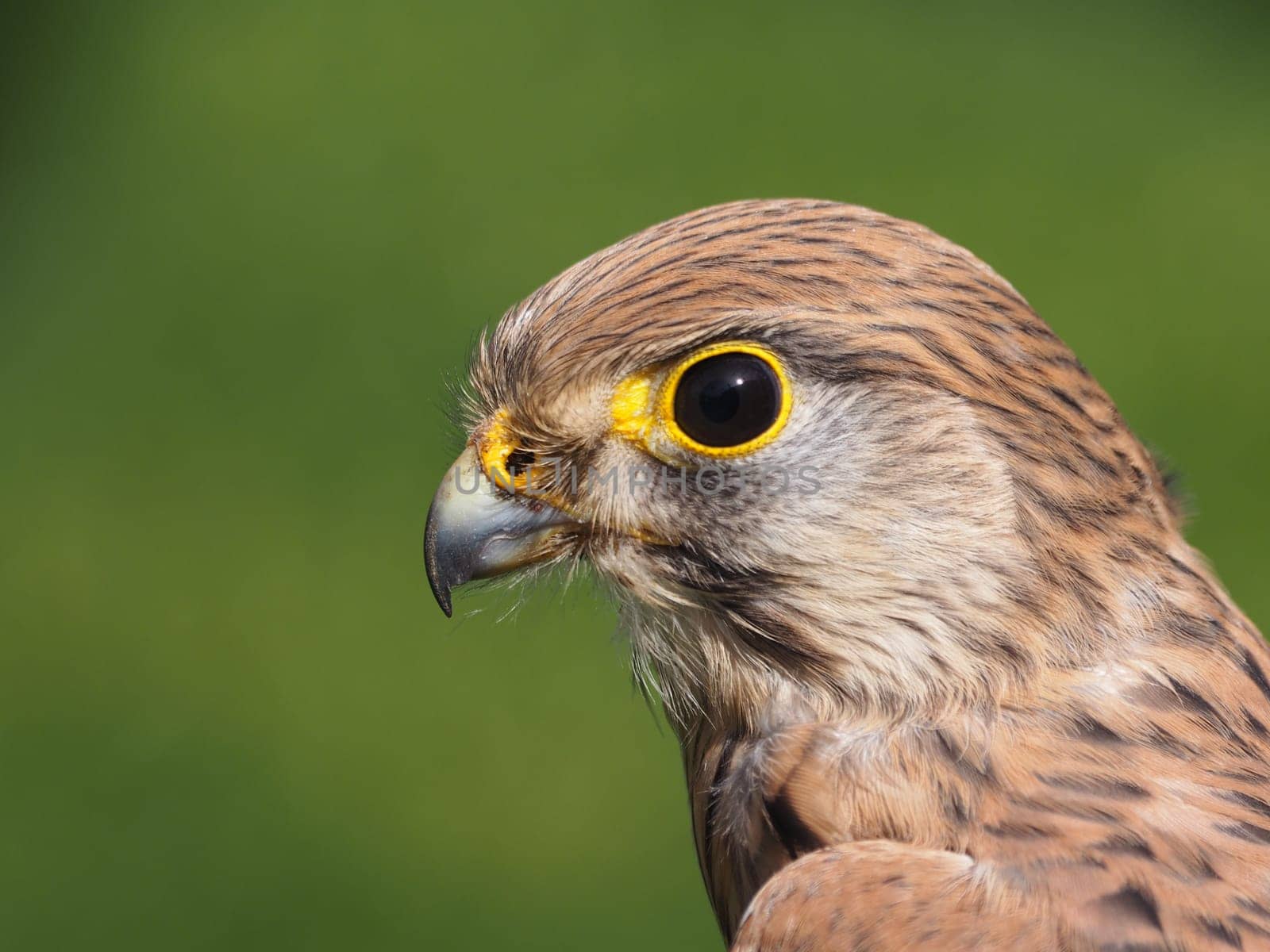 Kestrel
