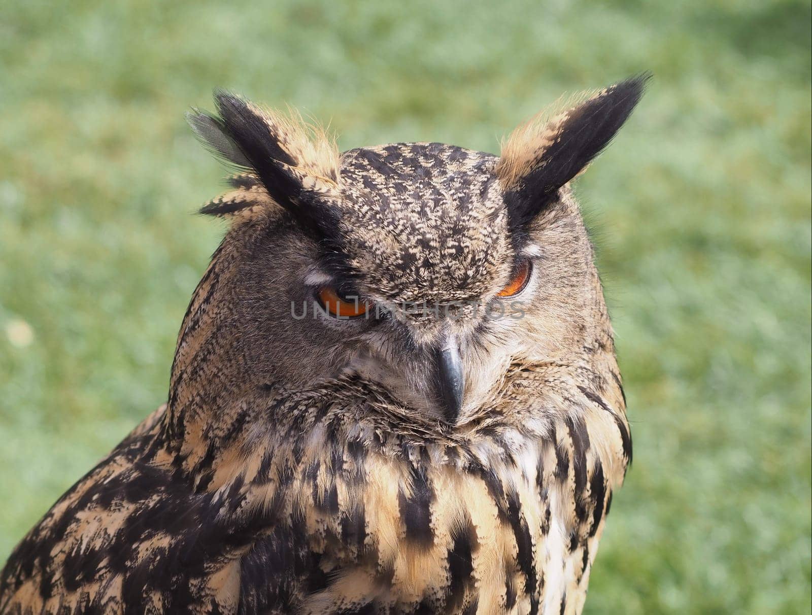 Eagle owl