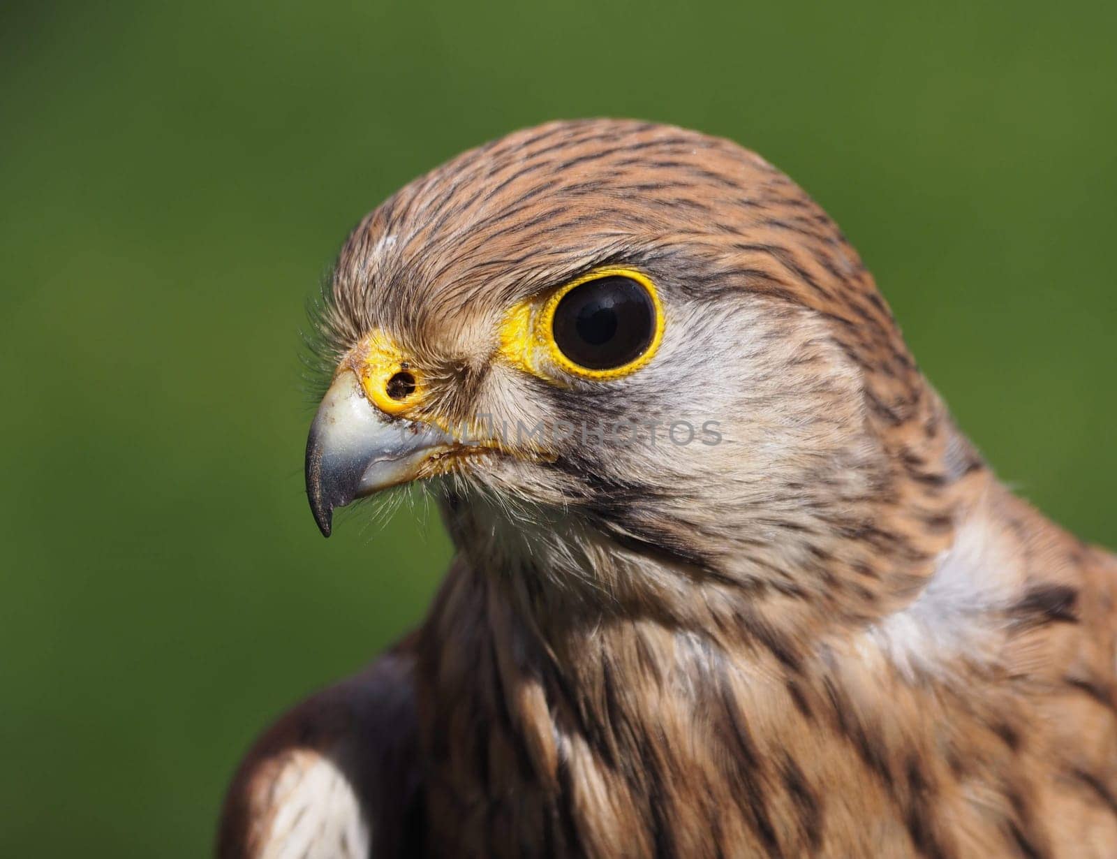 Kestrel