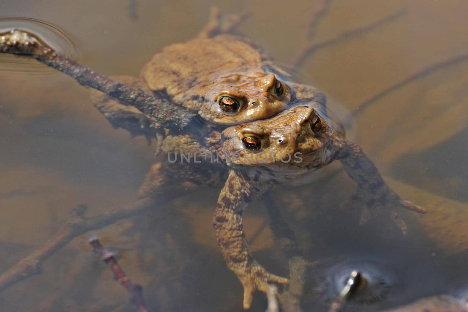 Earth toads when mating in the water