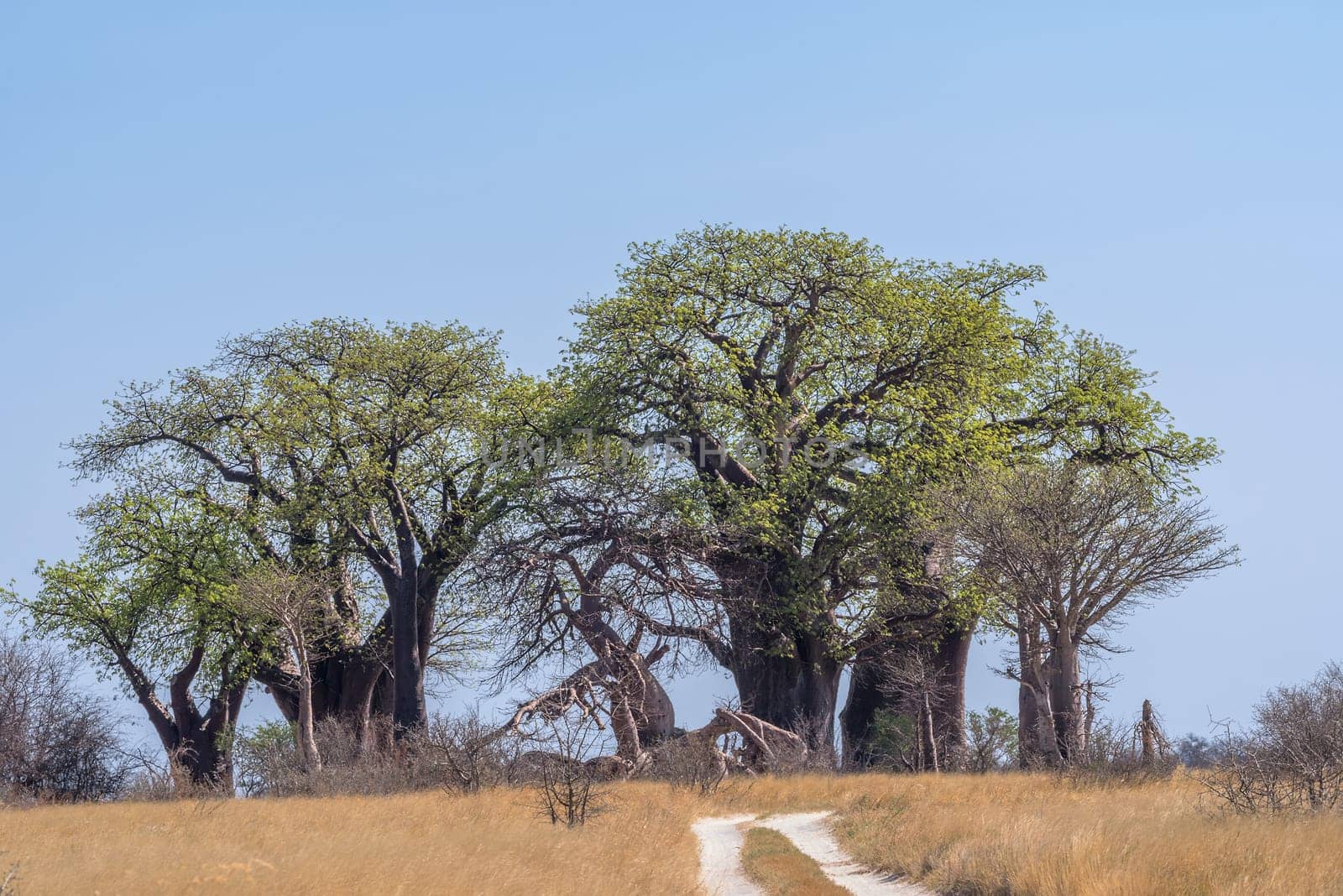 Old baobab trees along Nxai Pan, Botswana
