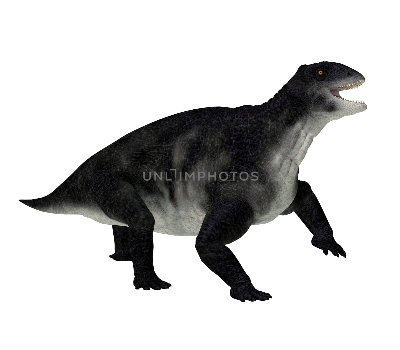 Delphinognathus was a synapsid herbivorous animal that lived in South Africa during the Permian Period.