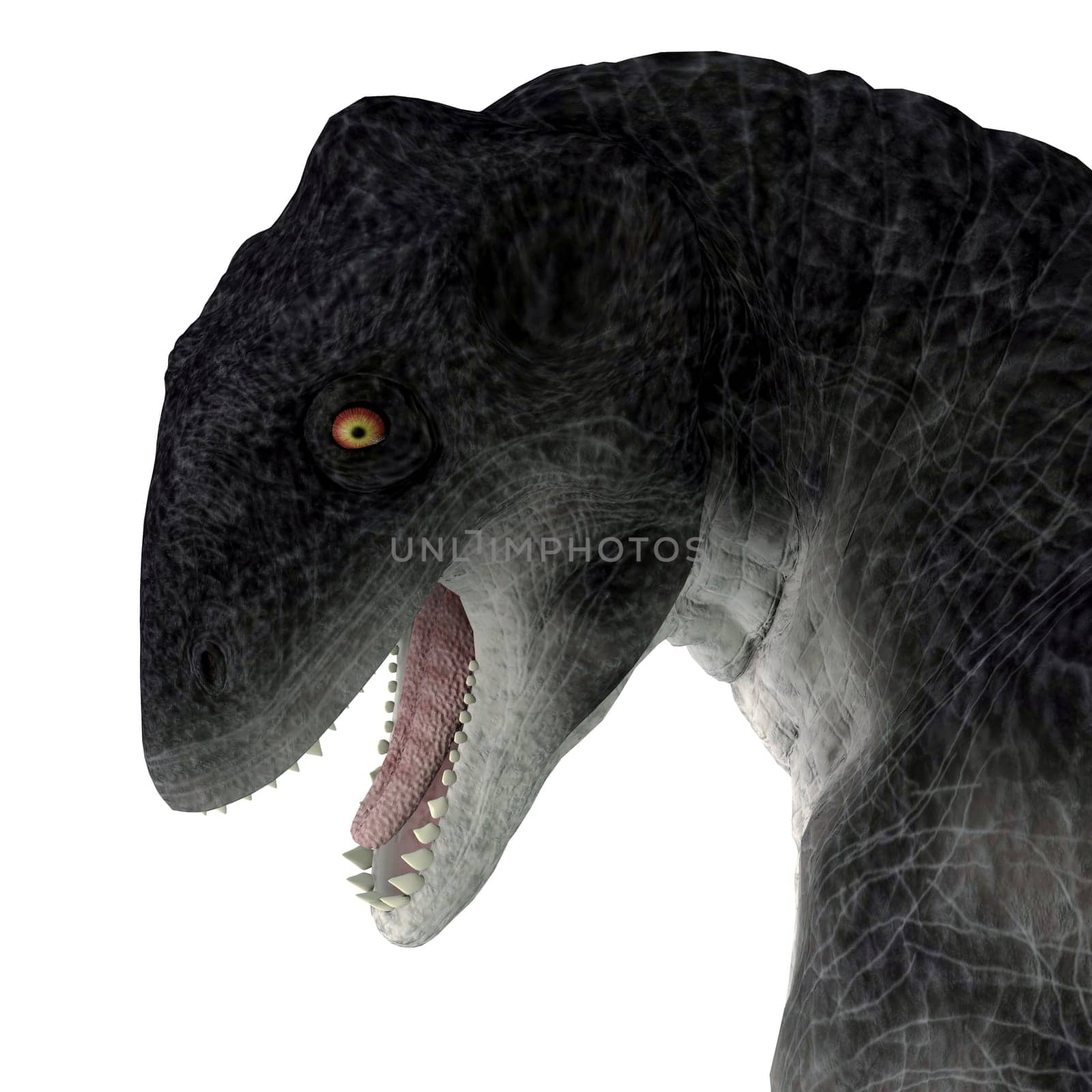 Delphinognathus was a synapsid herbivorous animal that lived in South Africa during the Permian Period.
