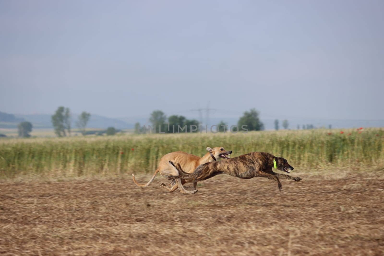 Spanish greyhound dog race hare hunting speed delivers passion