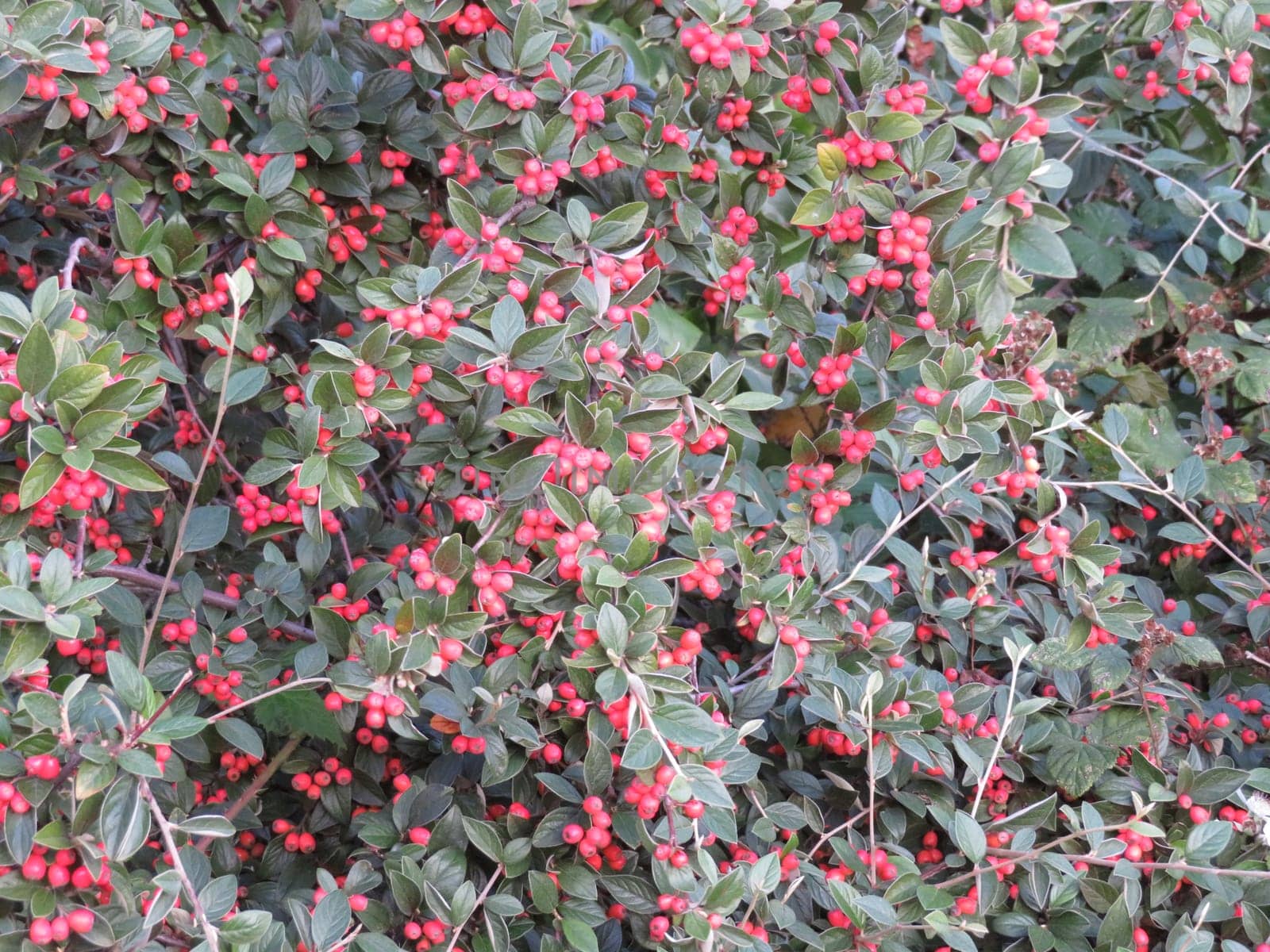 beautiful berries in large numbers forming a good background