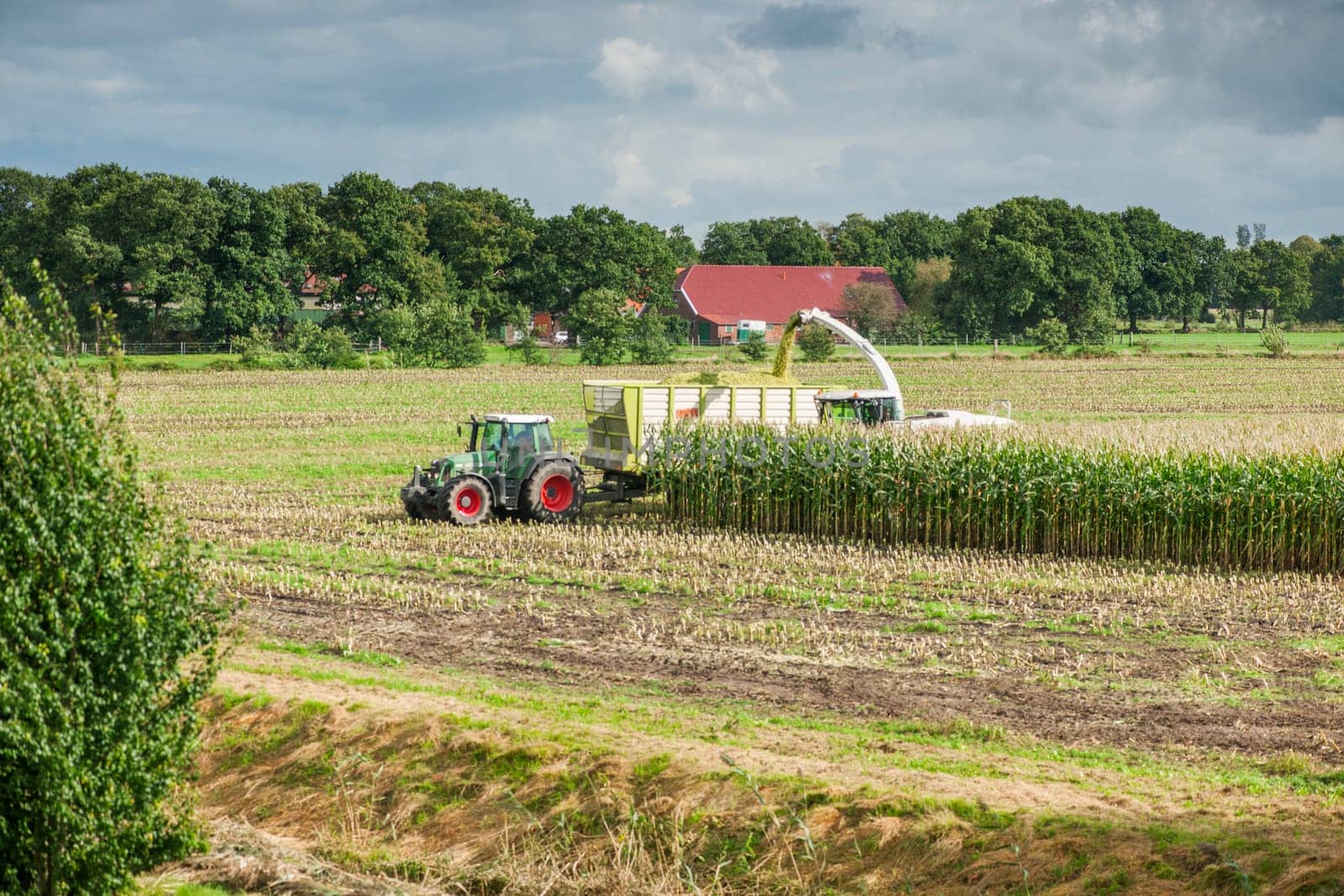 Esens, Germany - October 07, 2020: Distant view of two perfectly working together corn harvesters consisting of a corn chopper and a tractor with a tipping trailer under a cloudy sky.