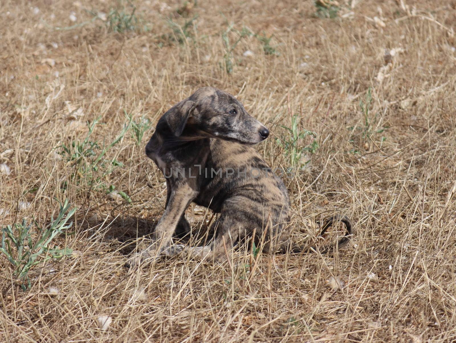 beautiful fast spanish greyhound dog energy hunting race
