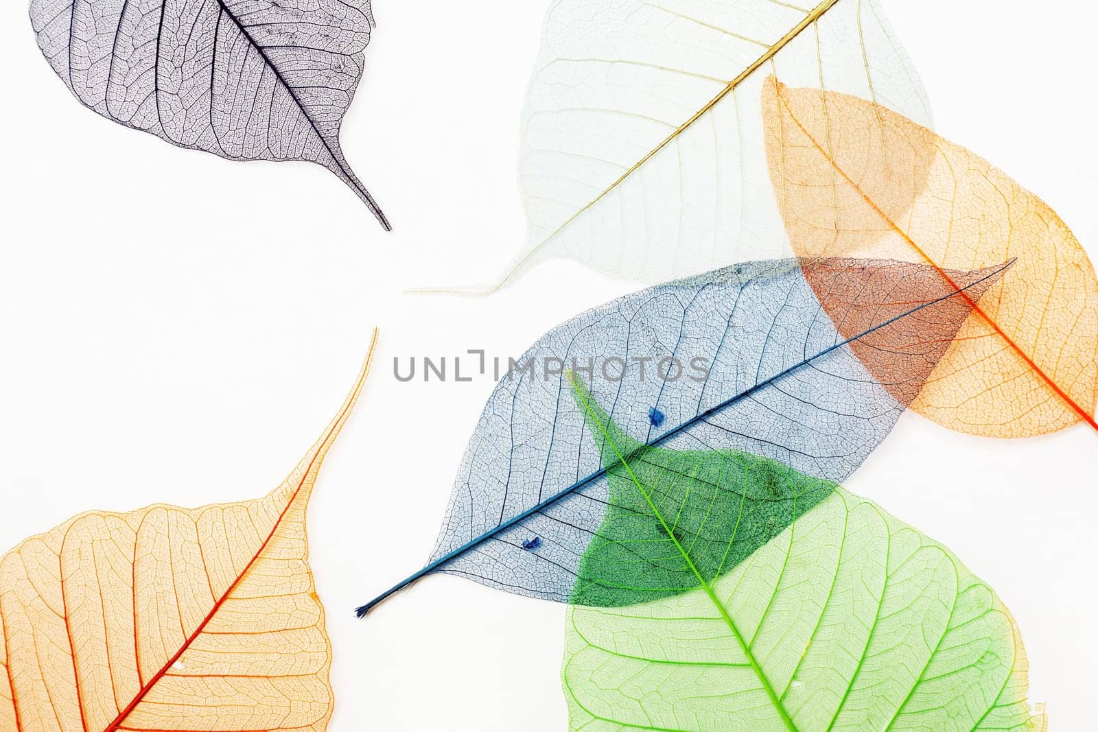 Colored skeletons of leaves on light background. Flat lay.