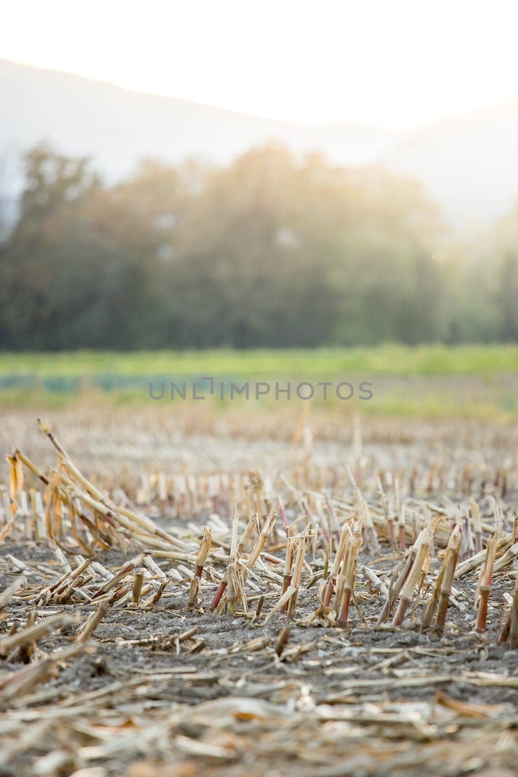 Gatherd corn field in the autumn