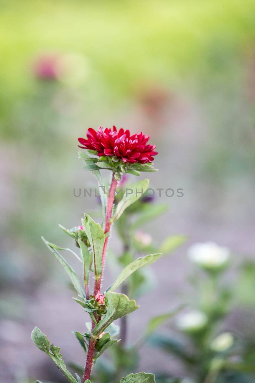 Cute colourful flowers on a field, agriculture