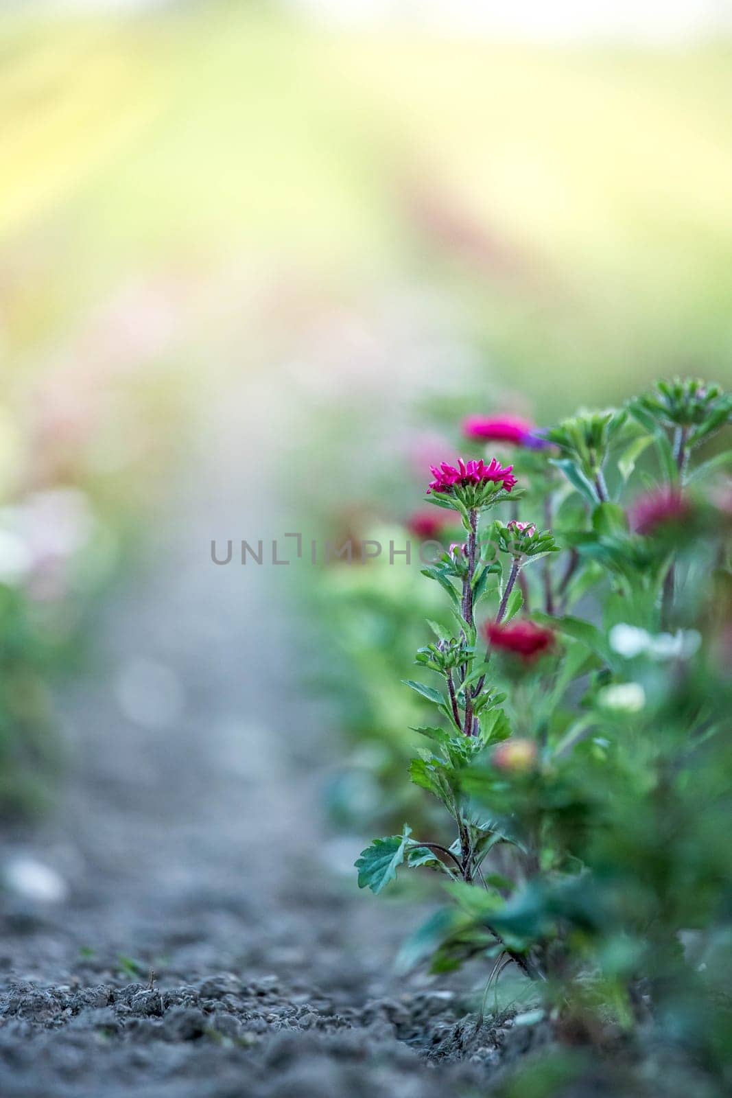 Cute colourful flowers on a field, agriculture
