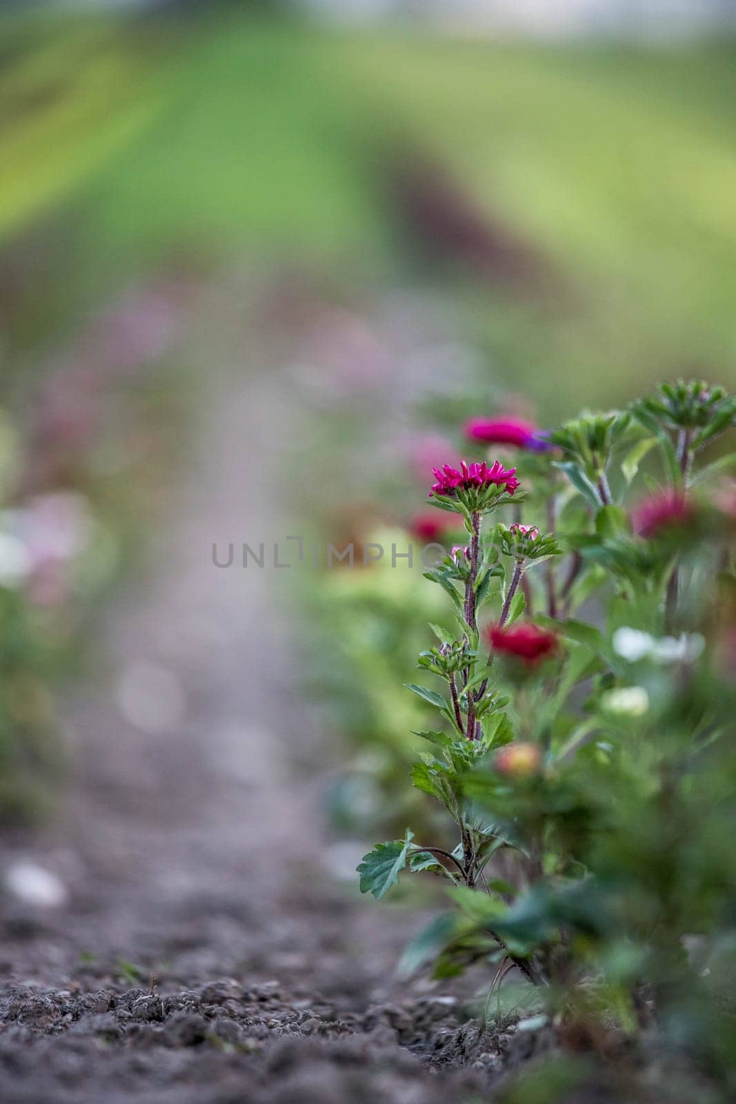 Cute colourful flowers on a field, agriculture