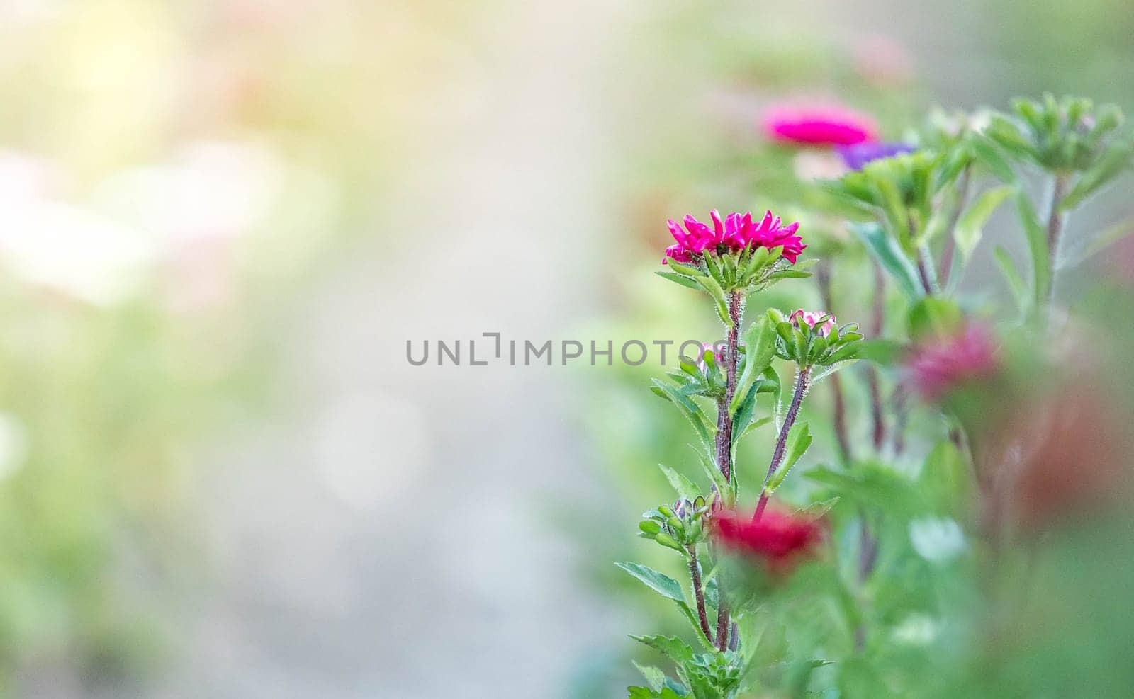 Cute colourful flowers on a field, agriculture