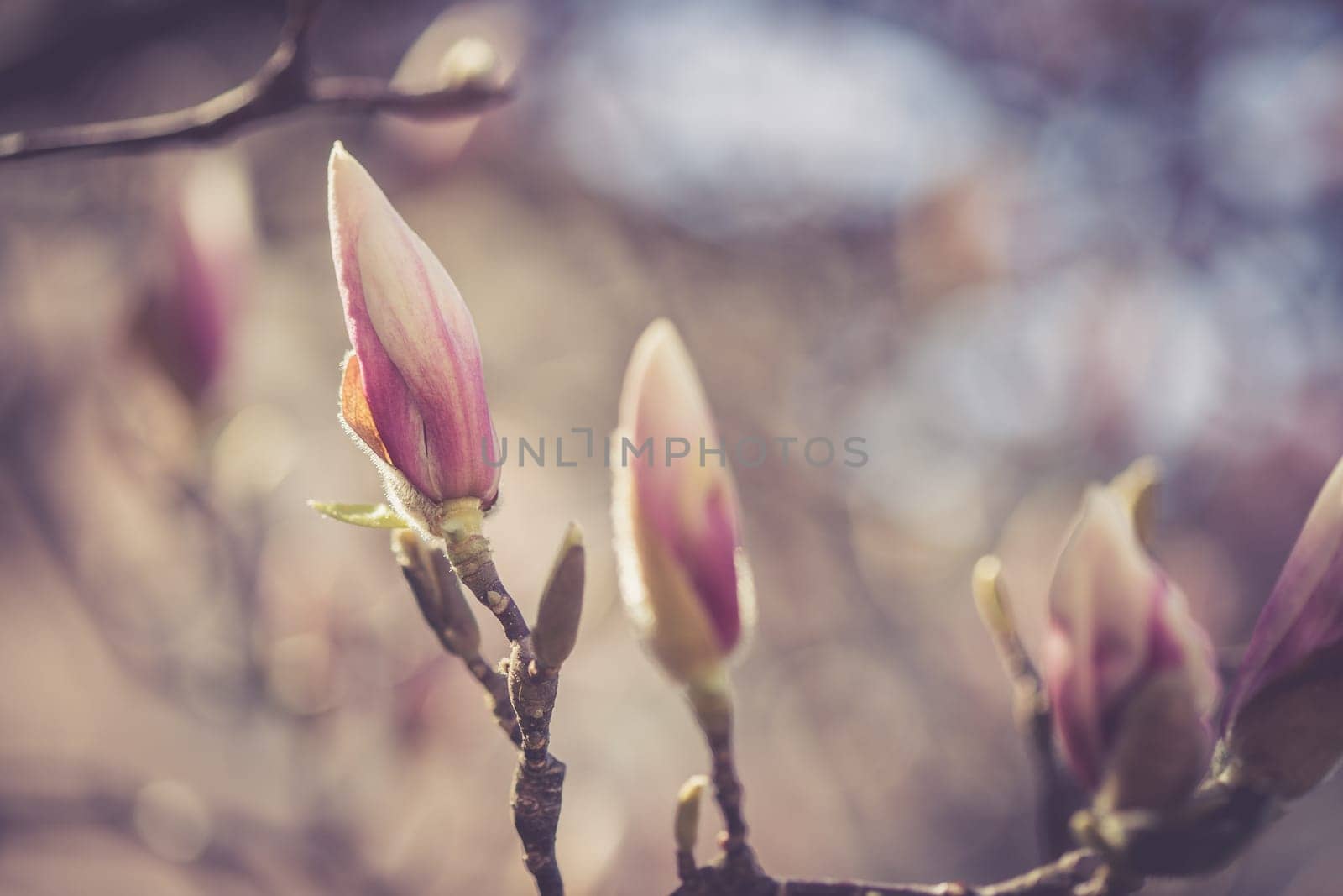 Beautiful magnolia blooms in spring, Salzburg, beauty