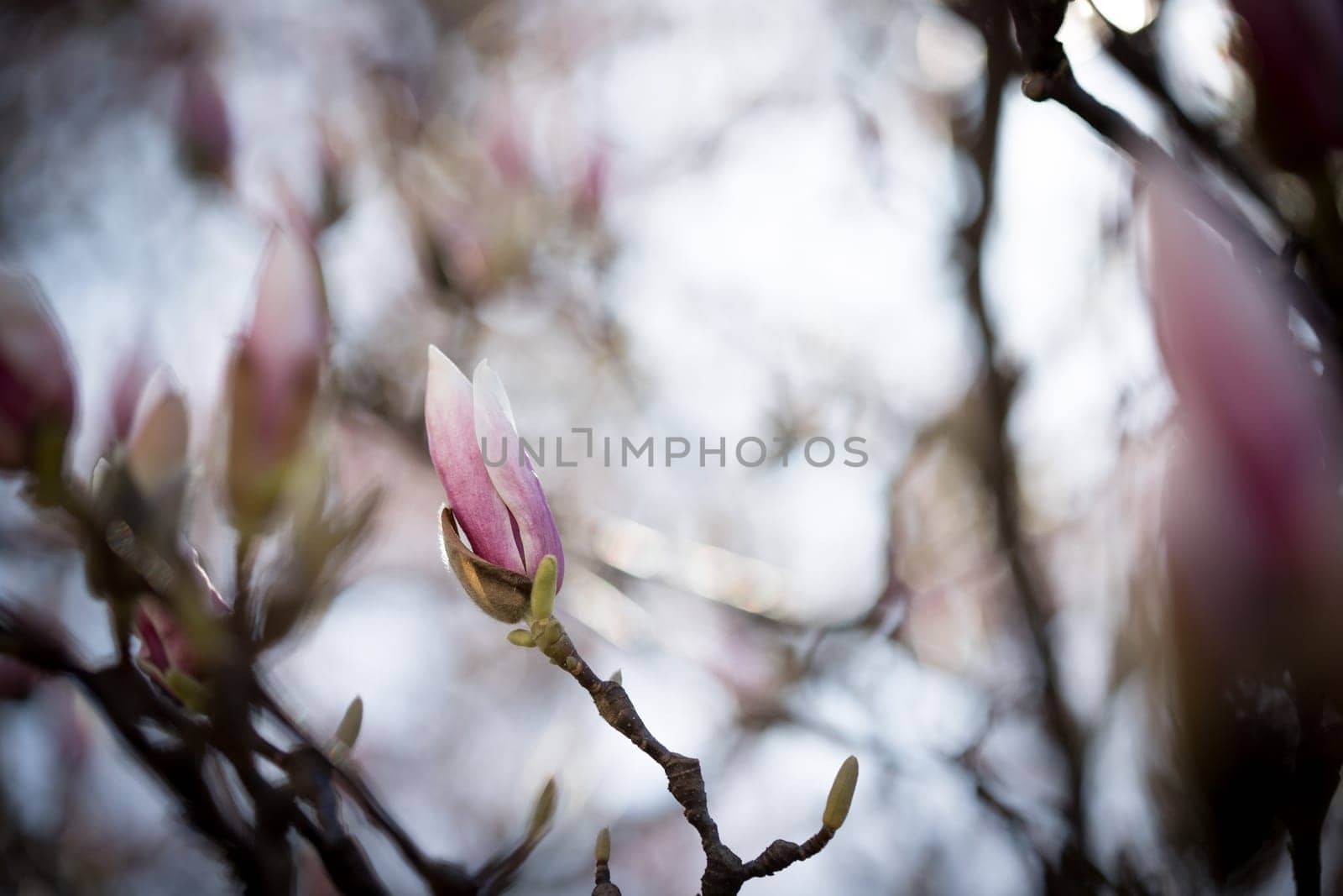 Beautiful magnolia blooms in spring, Salzburg, beauty