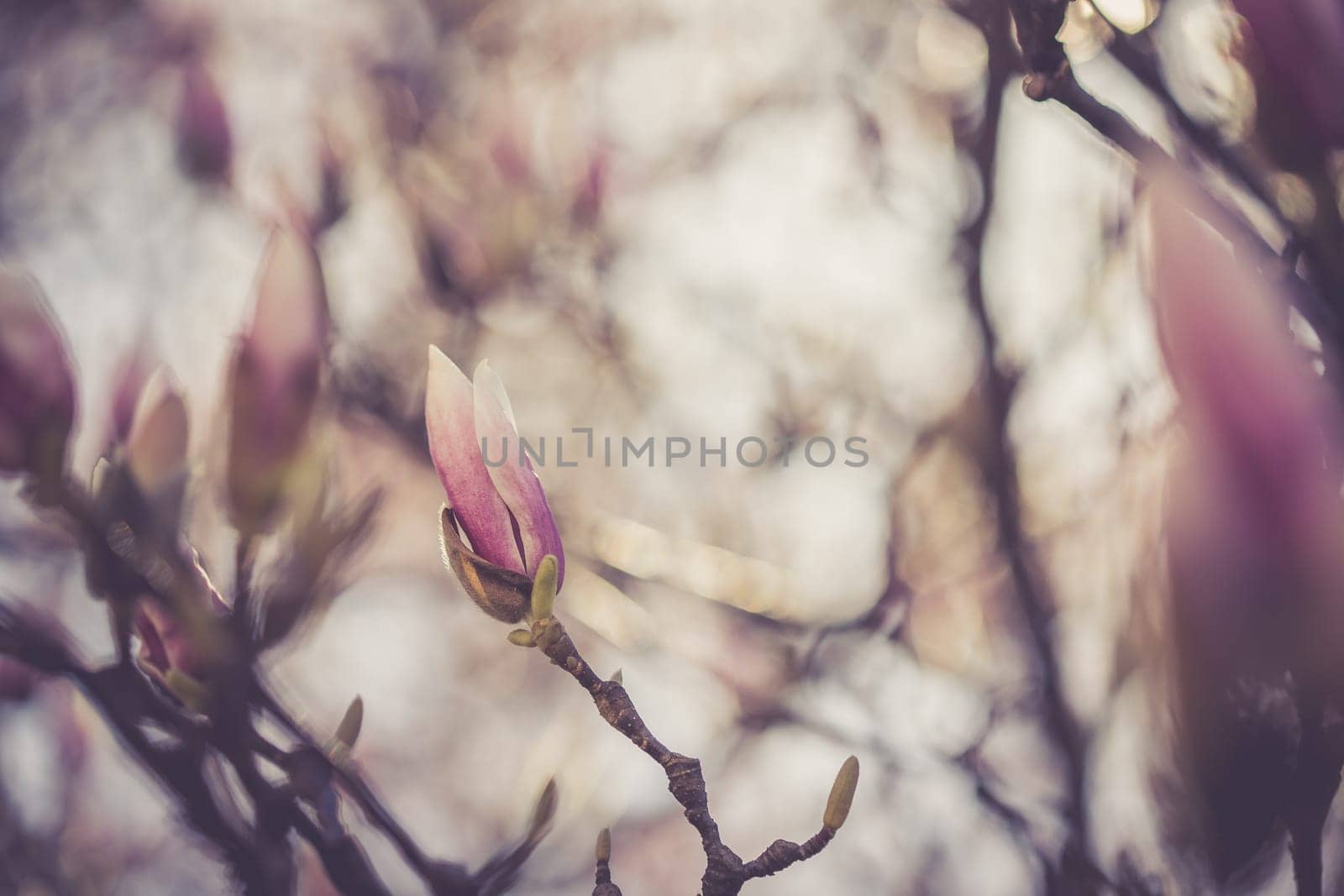 Beautiful magnolia blooms in spring, Salzburg, beauty
