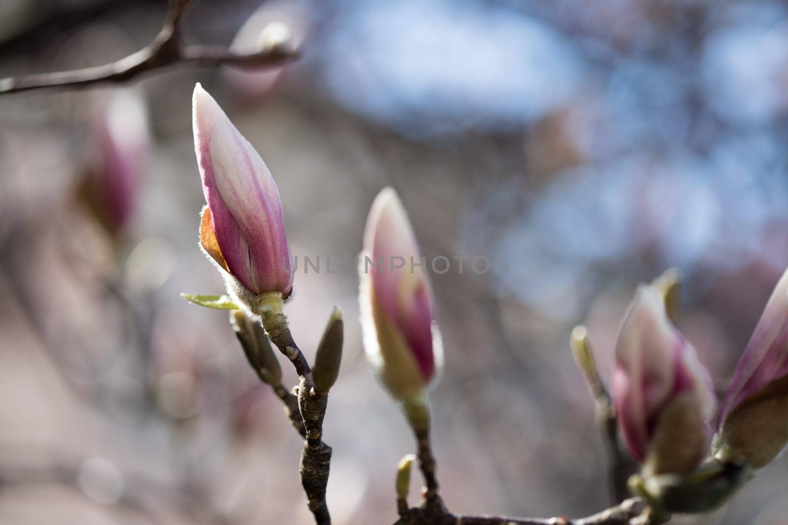 Beautiful magnolia blooms in spring, Salzburg, beauty