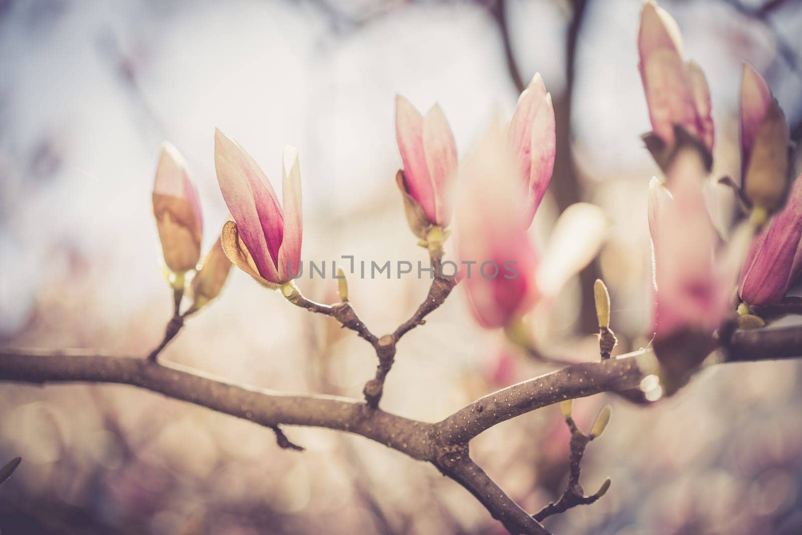 Beautiful magnolia blooms in spring, Salzburg, beauty