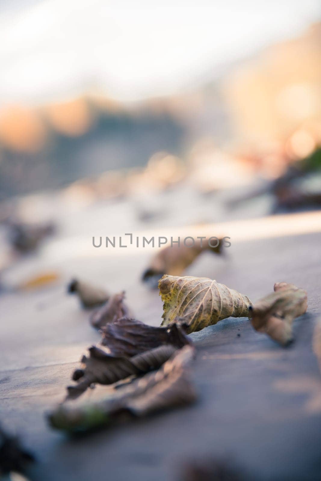 Colourful leaves lying on a footbridge, blurry autumn scenery in the background