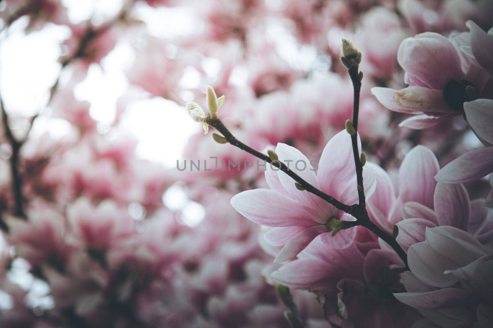 Fresh beautiful magnolia blossoms, springtime. Pink and white colors.