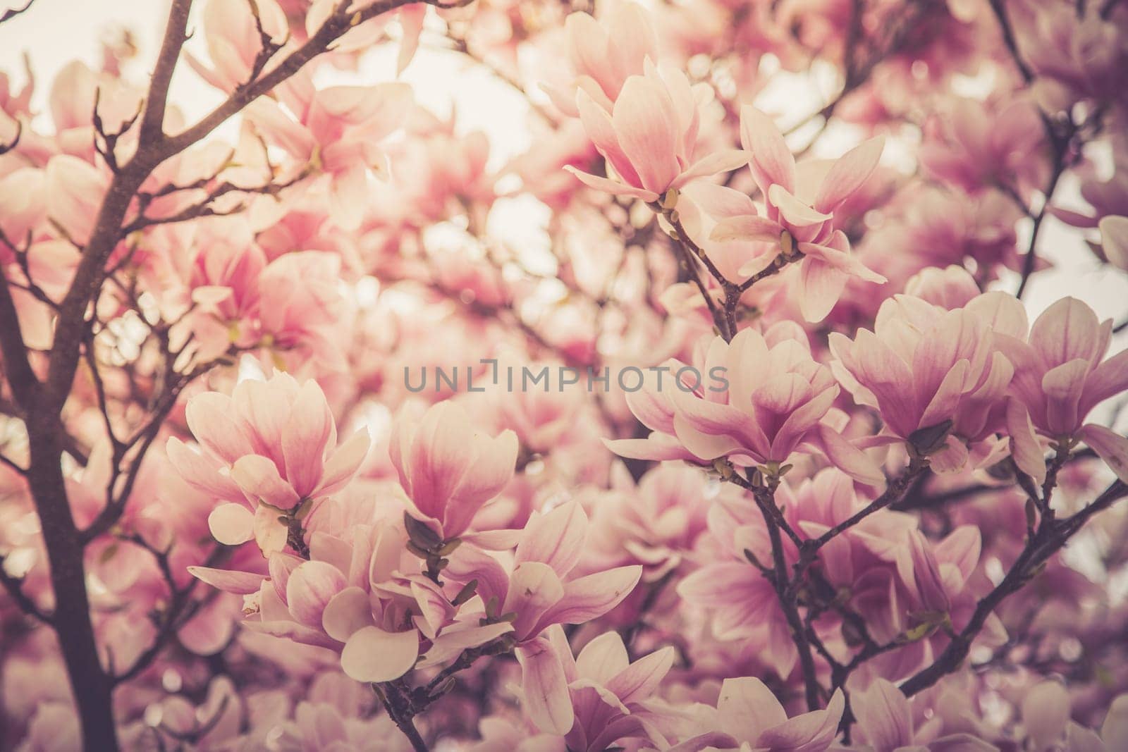 Fresh beautiful magnolia blossoms, springtime. Pink and white colors.