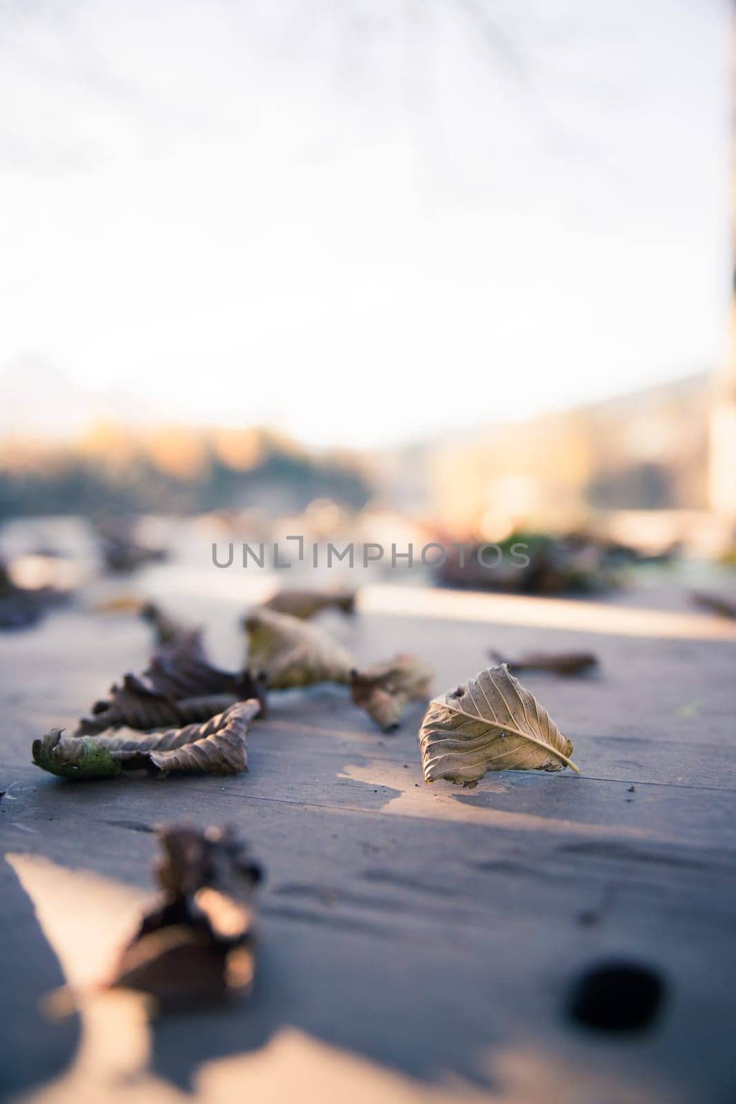 Colourful leaves lying on a footbridge, blurry autumn scenery in the background