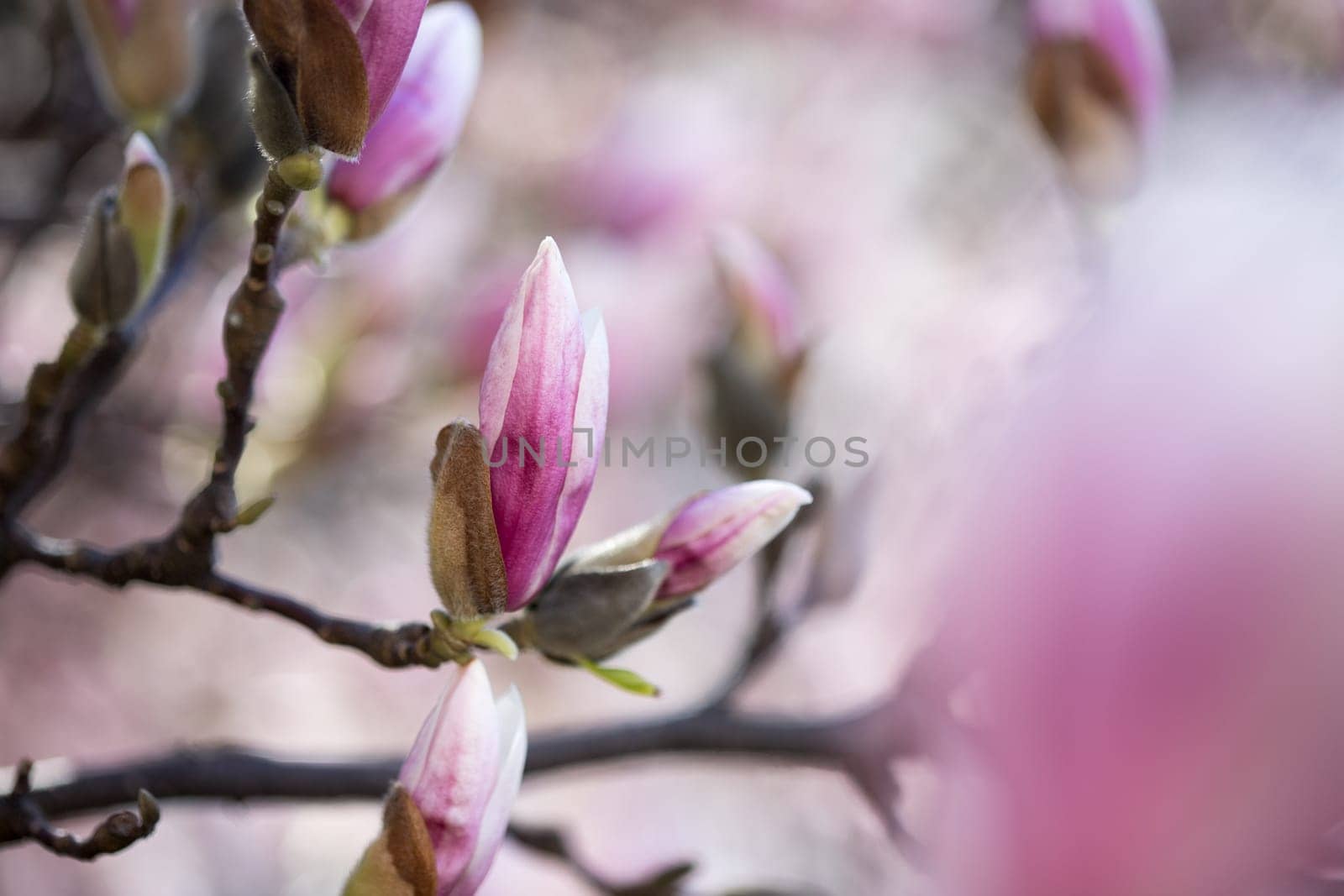 Beautiful magnolia blooms in spring, Salzburg, beauty