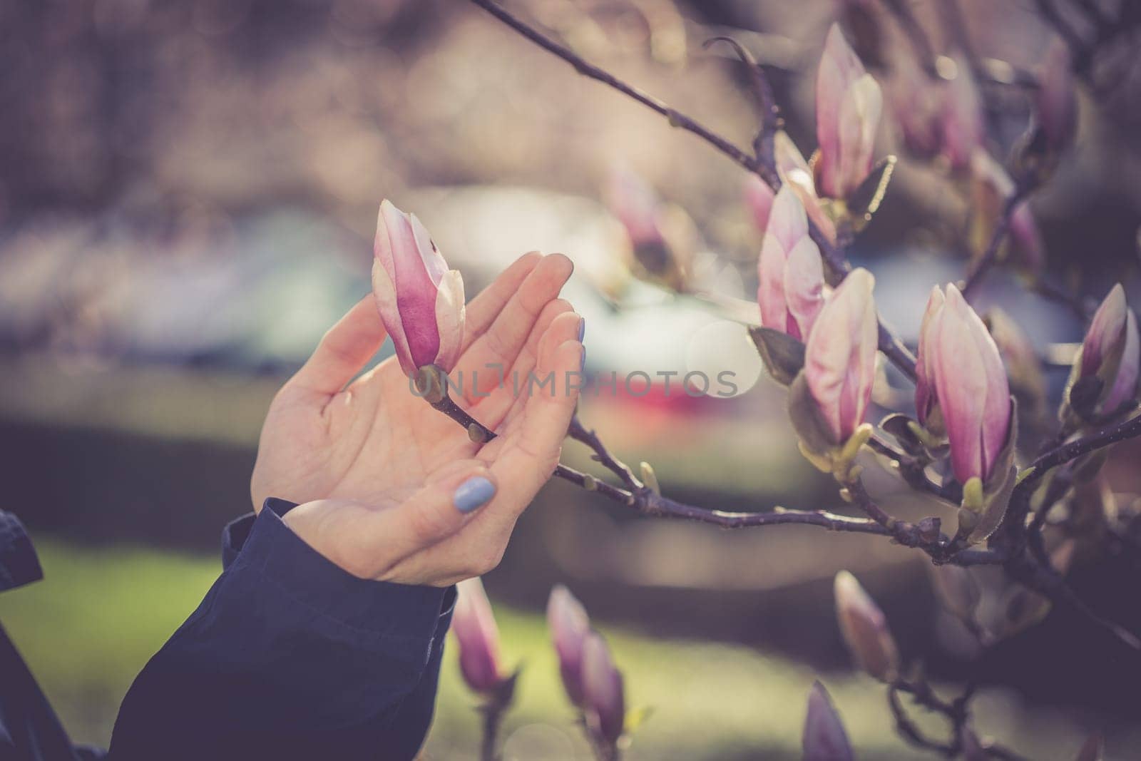 Beautiful magnolia blooms in spring, Salzburg, beauty