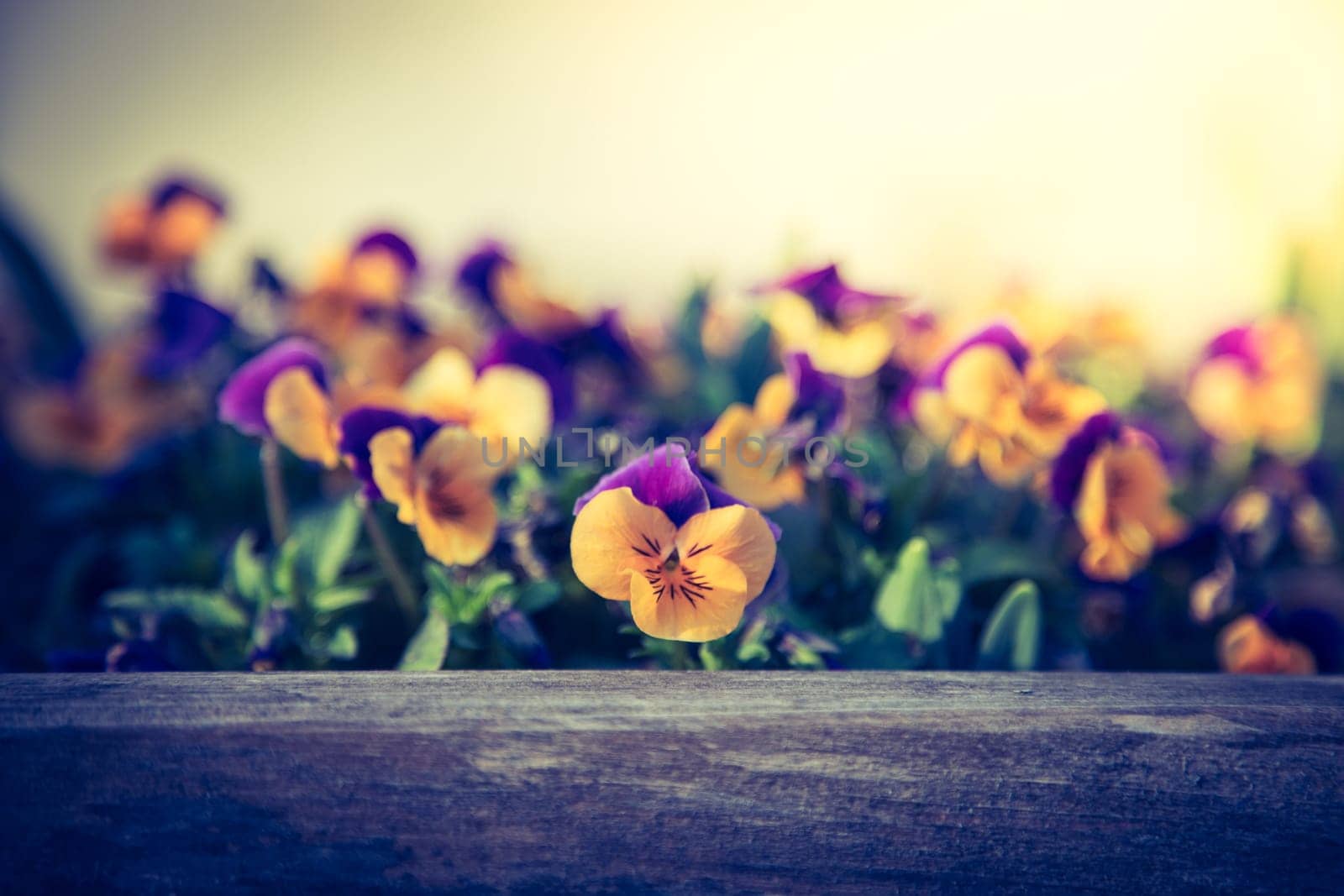 Colourful flowers in the evening sun