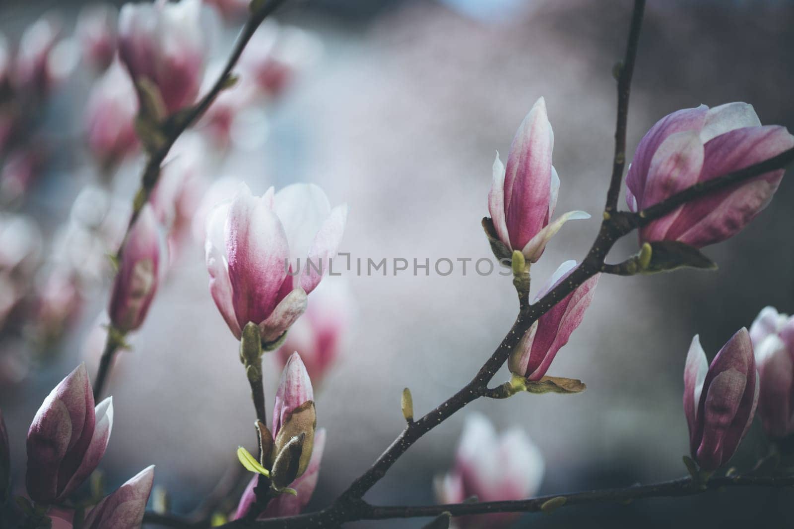 Beautiful magnolia blooms in spring, Salzburg, beauty