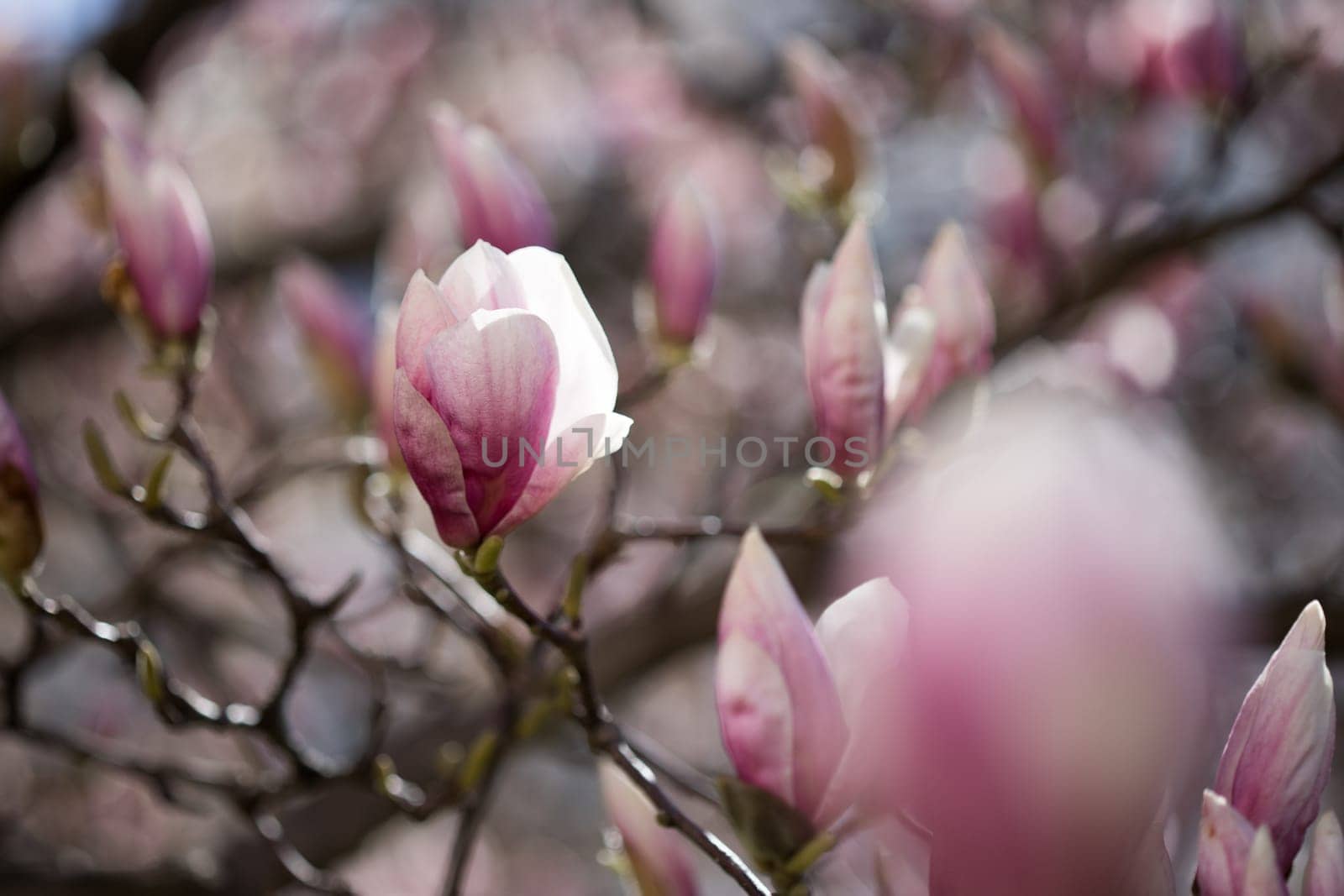 Beautiful magnolia blooms in spring, Salzburg, beauty