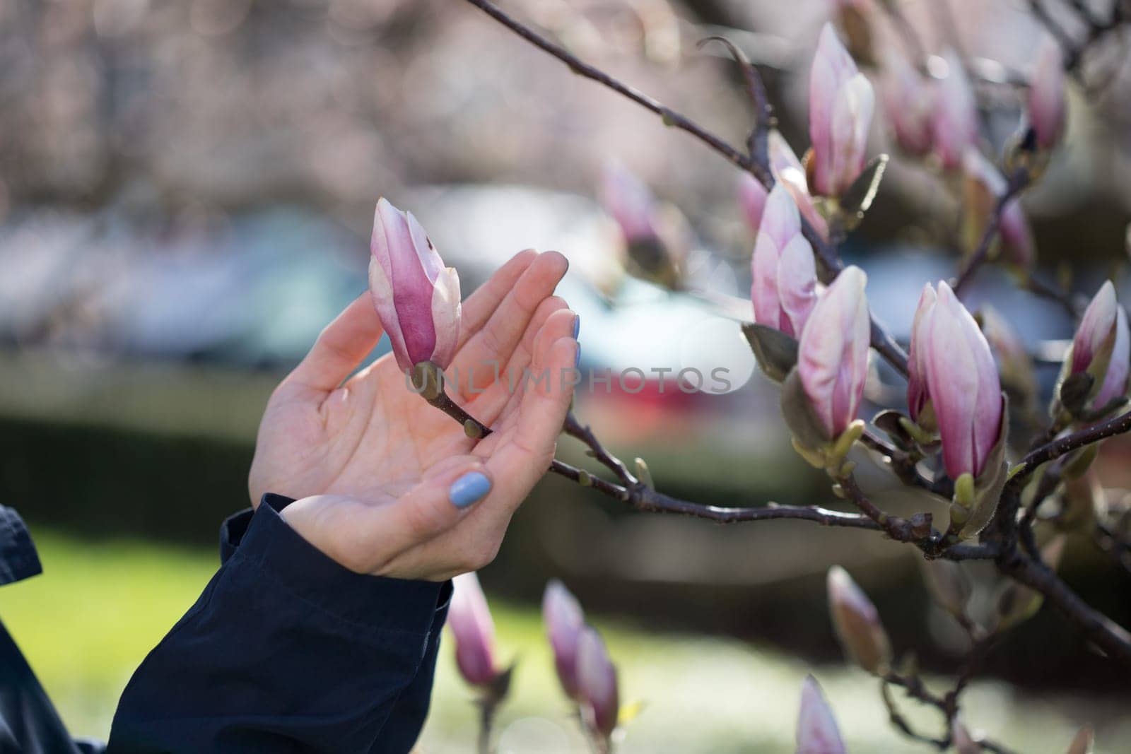 Beautiful magnolia blooms in spring, Salzburg, beauty
