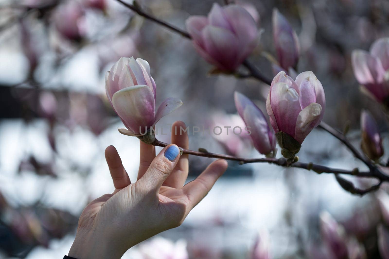 Beautiful magnolia blooms in spring, Salzburg, beauty