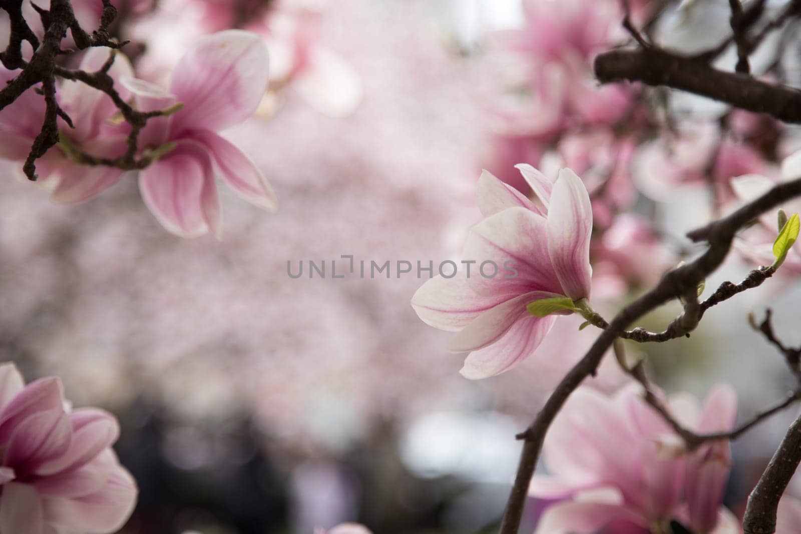Fresh beautiful magnolia blossoms, springtime. Pink and white colors.